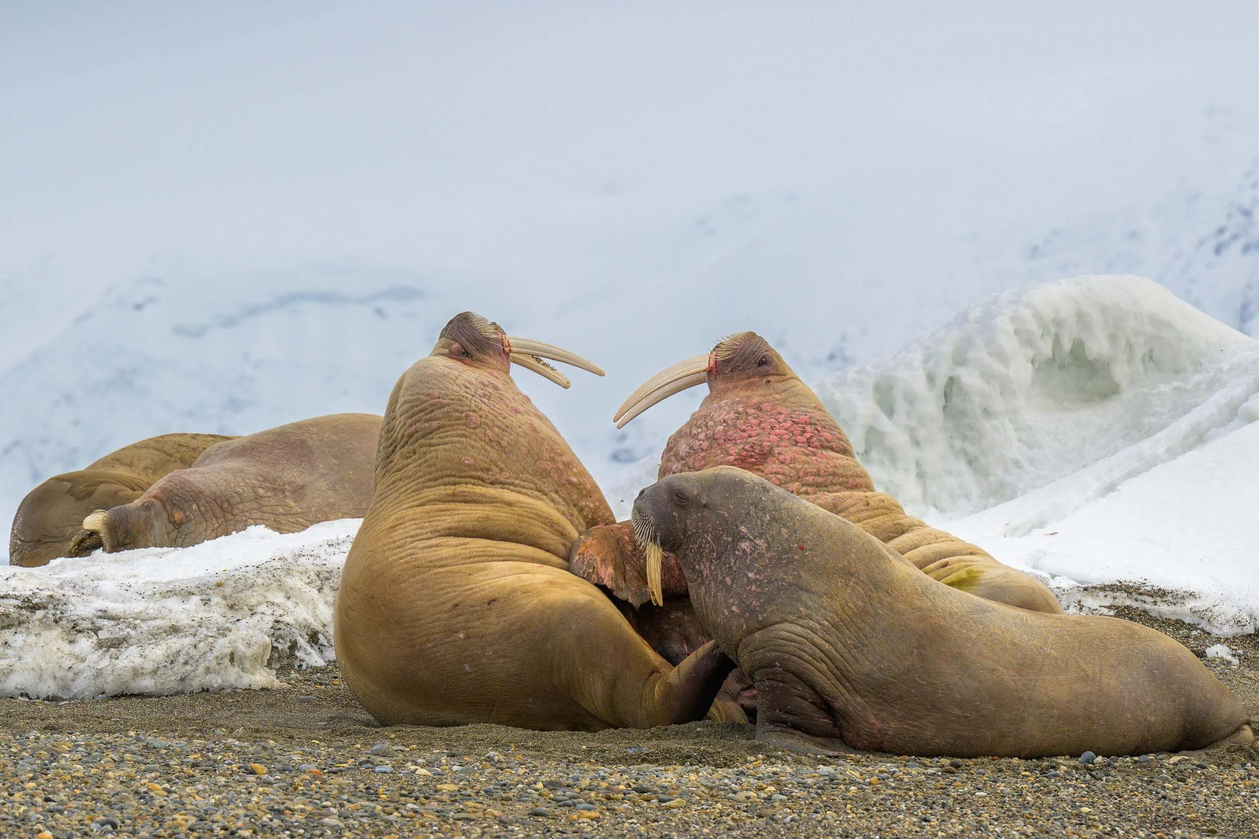 Walrus On A Sandy Beach