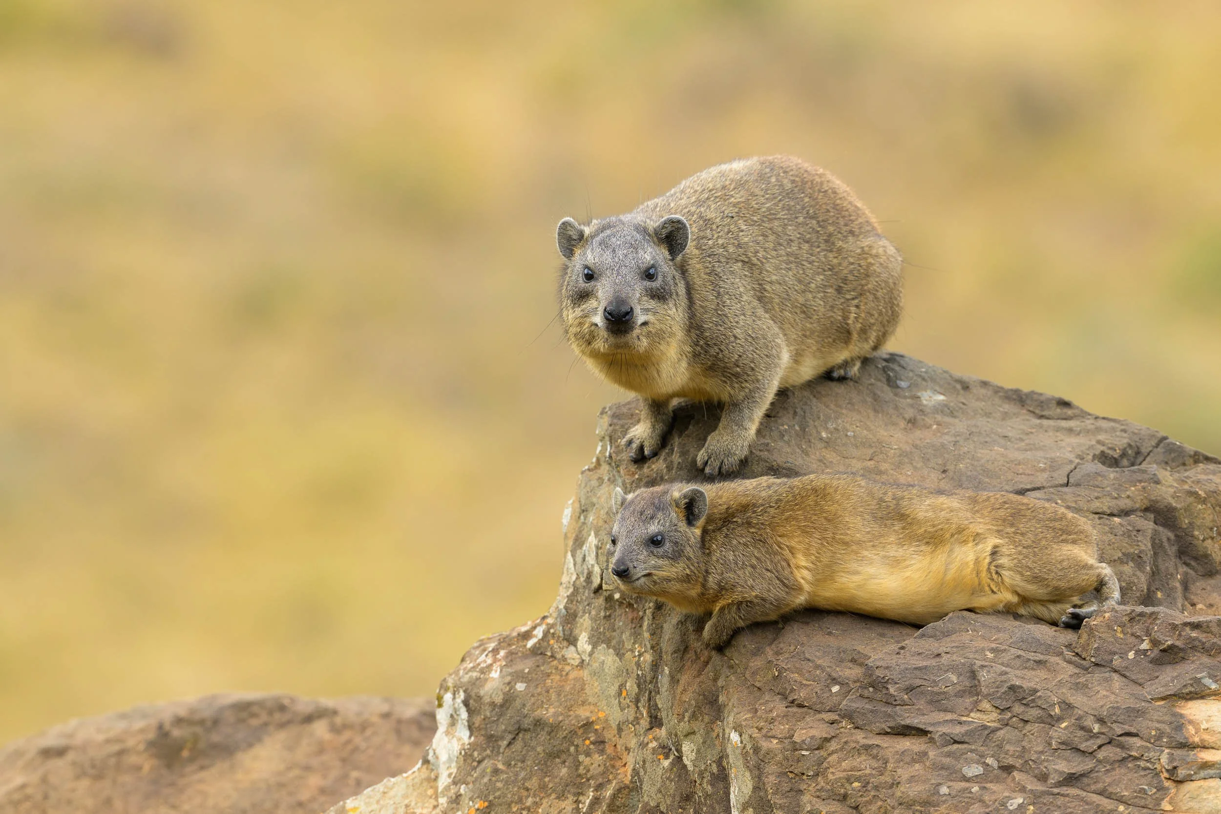 Rock Hyrax
