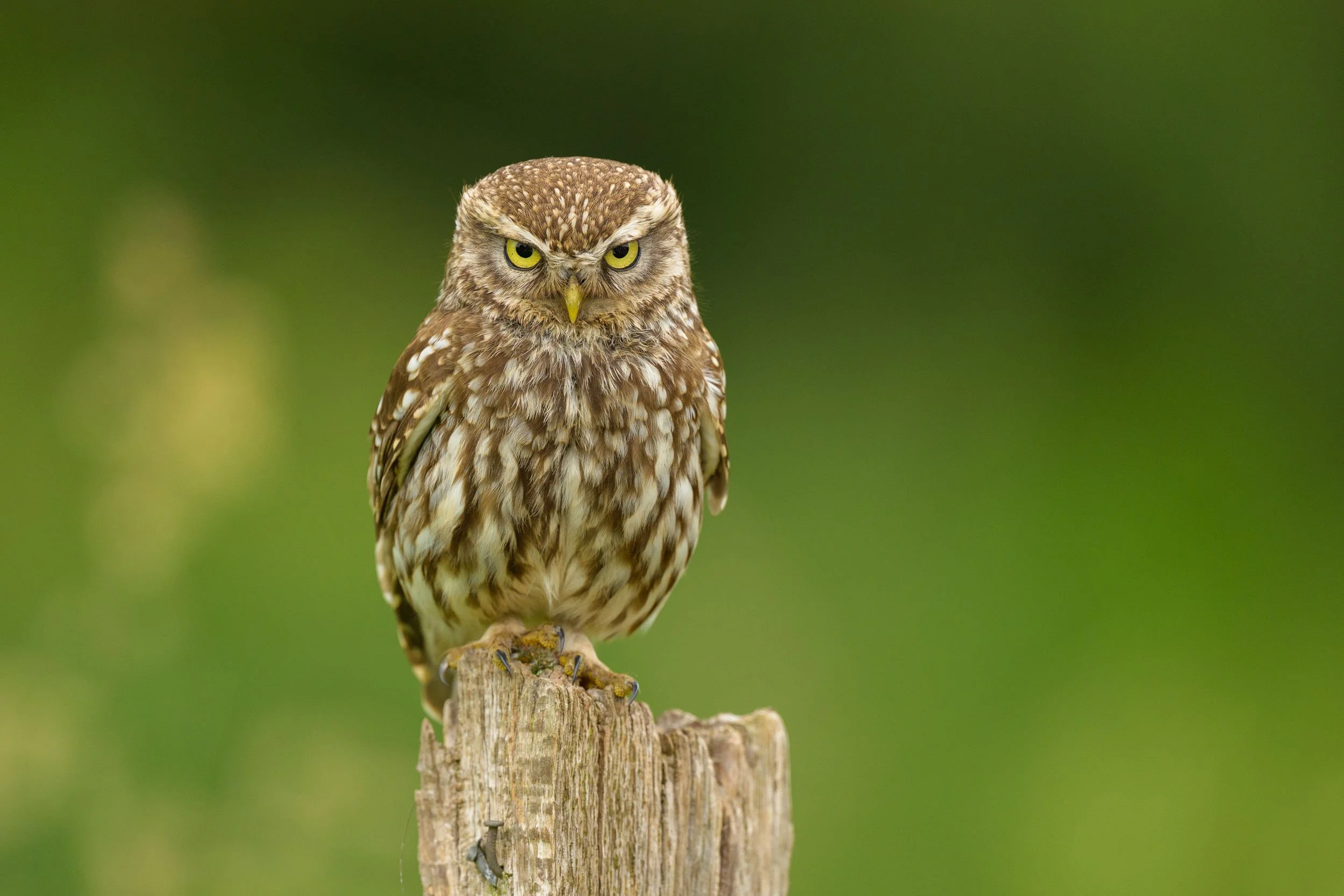 little-owl-perched-on-fence-post.jpg