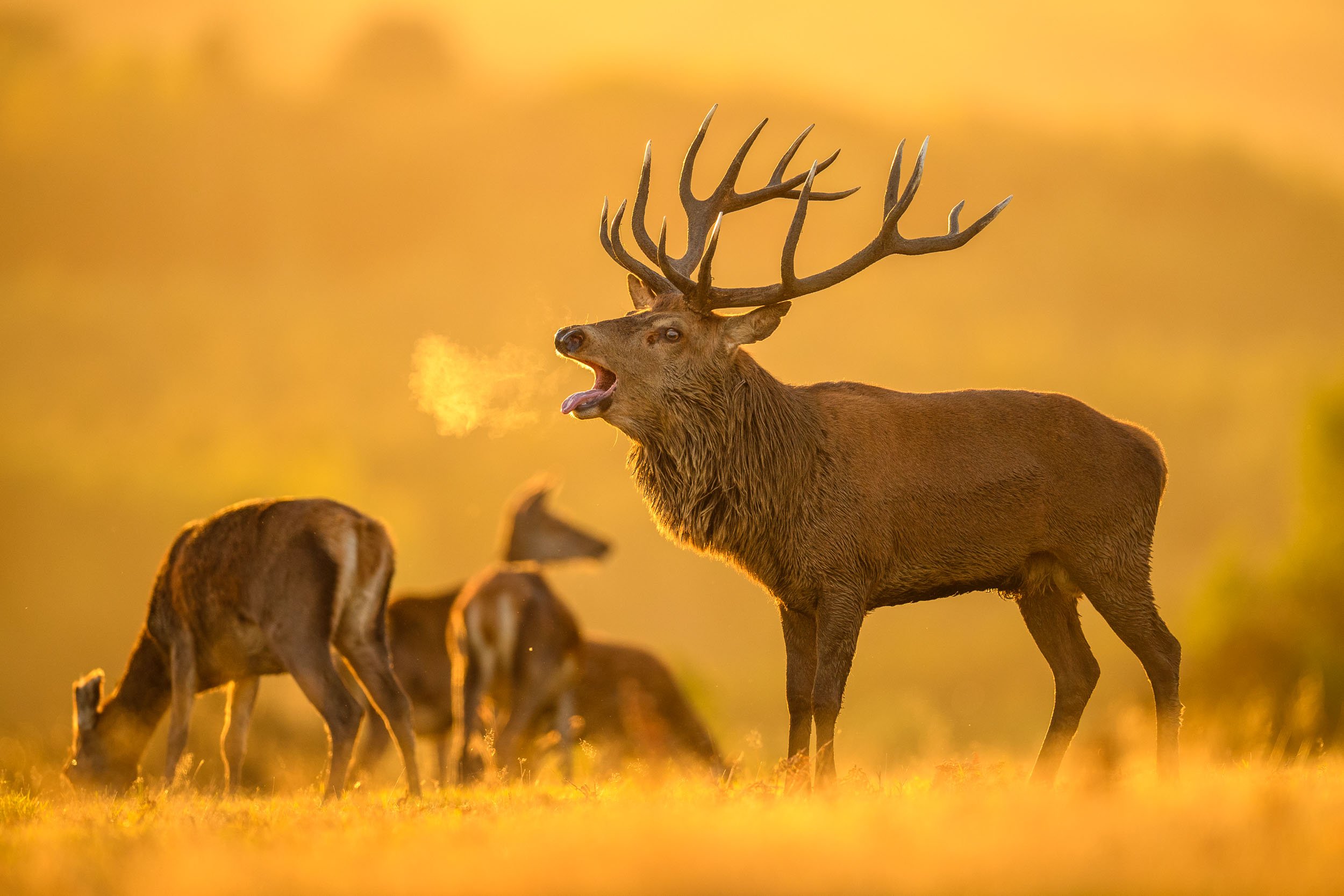 Five Ways To Improve Your Wildlife Photography