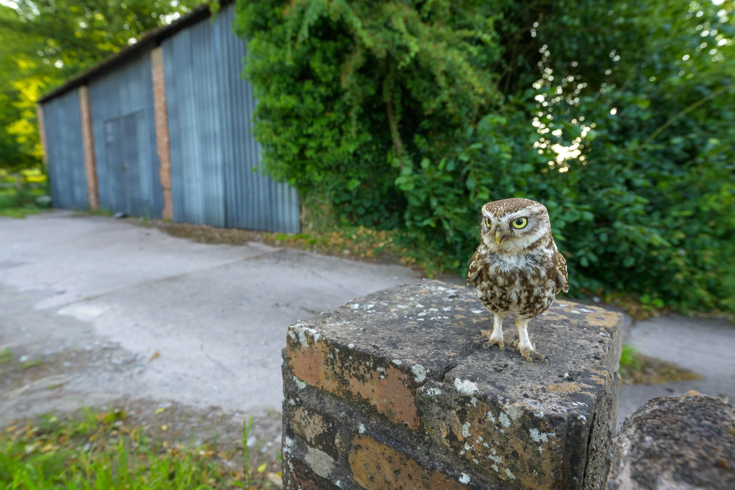 little-owl-on-wall.jpg