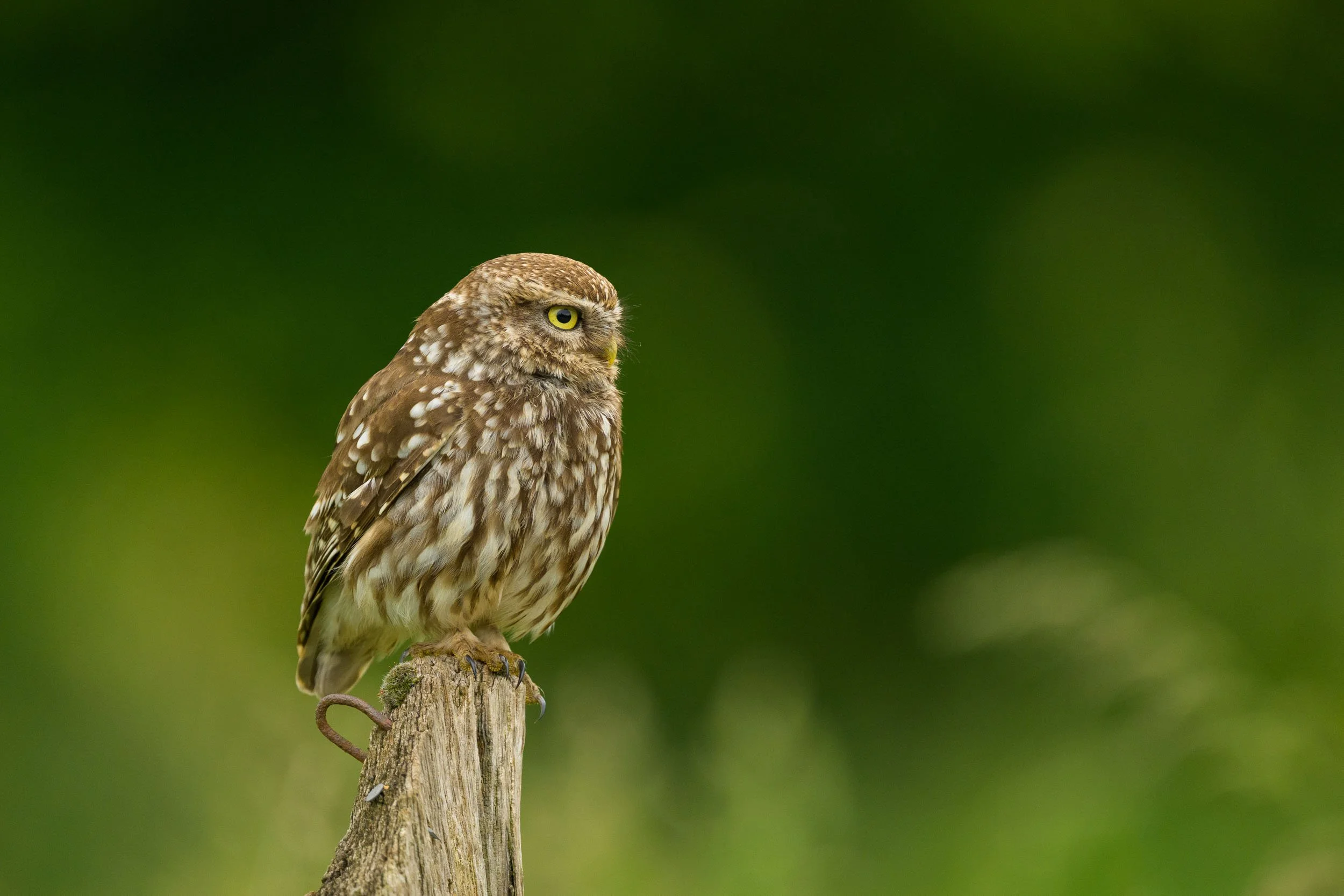 little-owl-sitting-on-fence-post.jpg