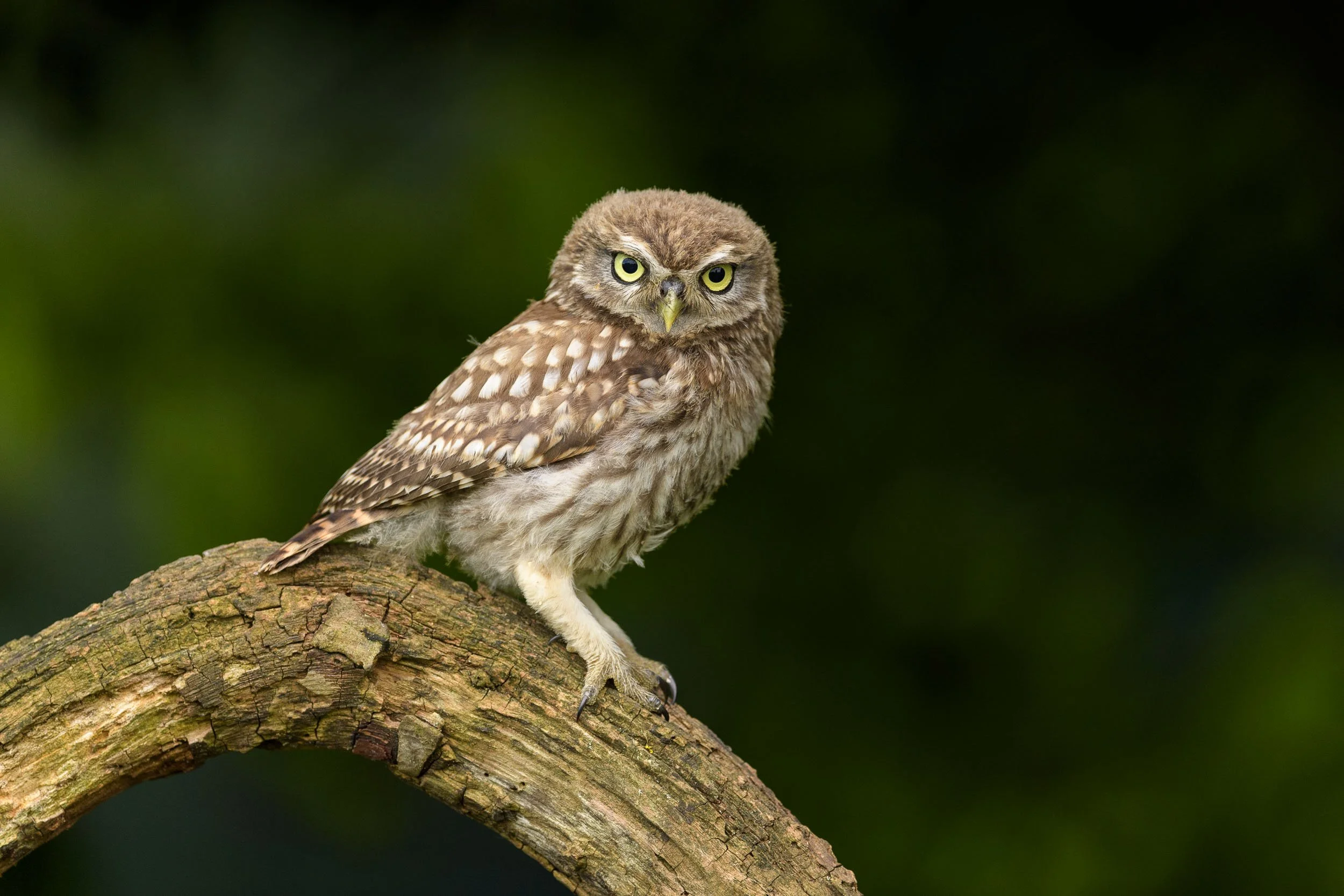 little-owlet-sitting-on-branch.jpg