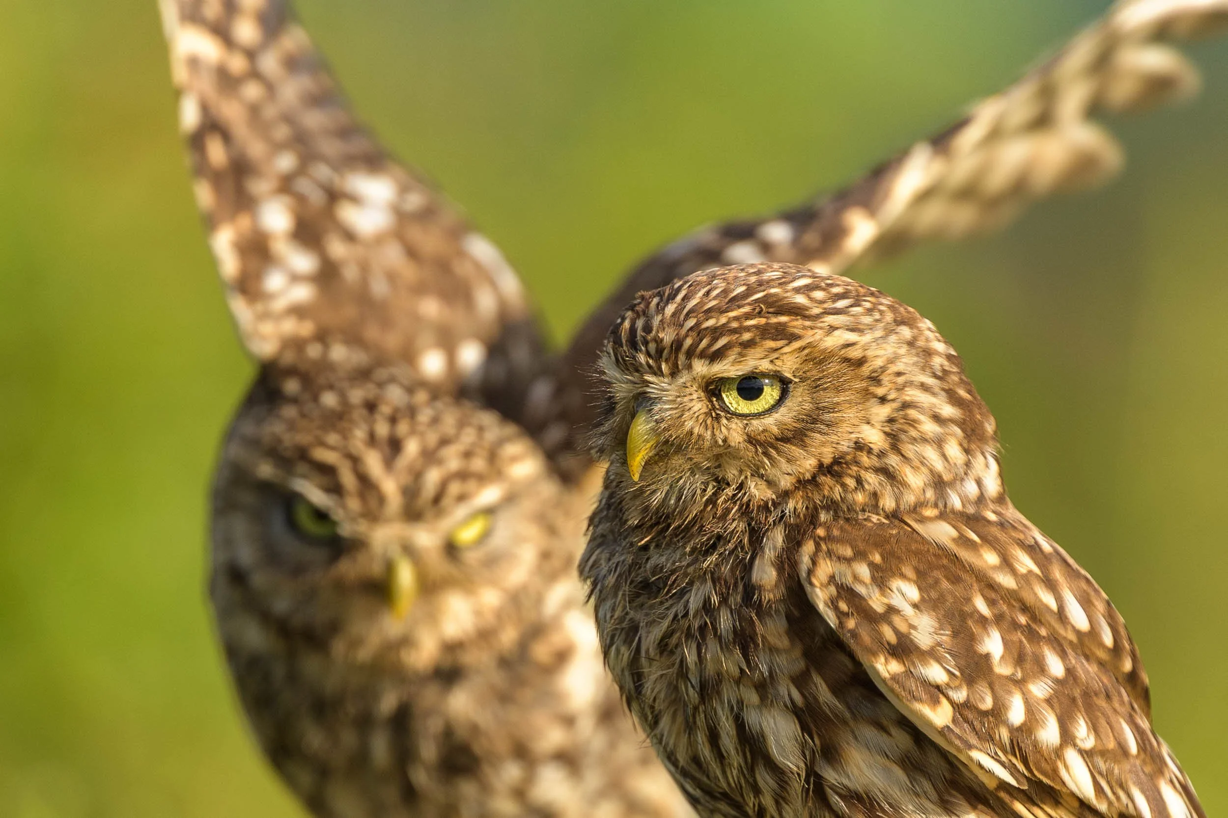 little-owl-male-and-female.jpg