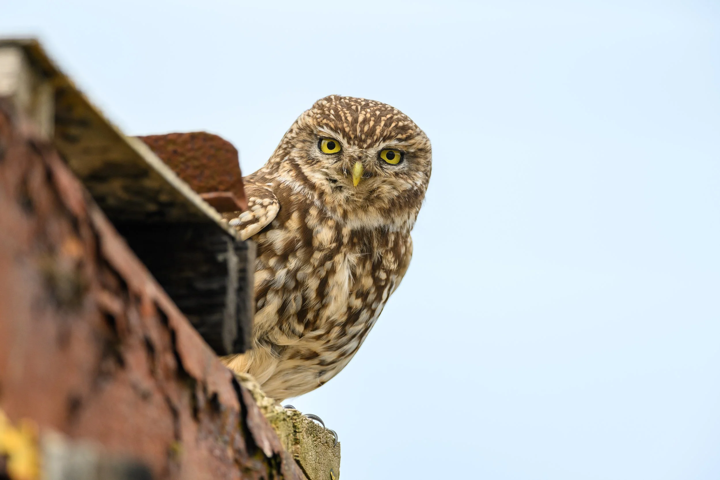 little-owl