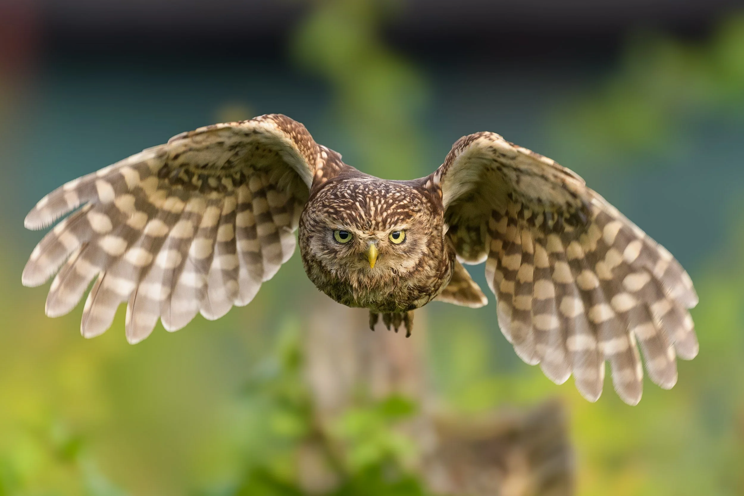 little-owl-flying