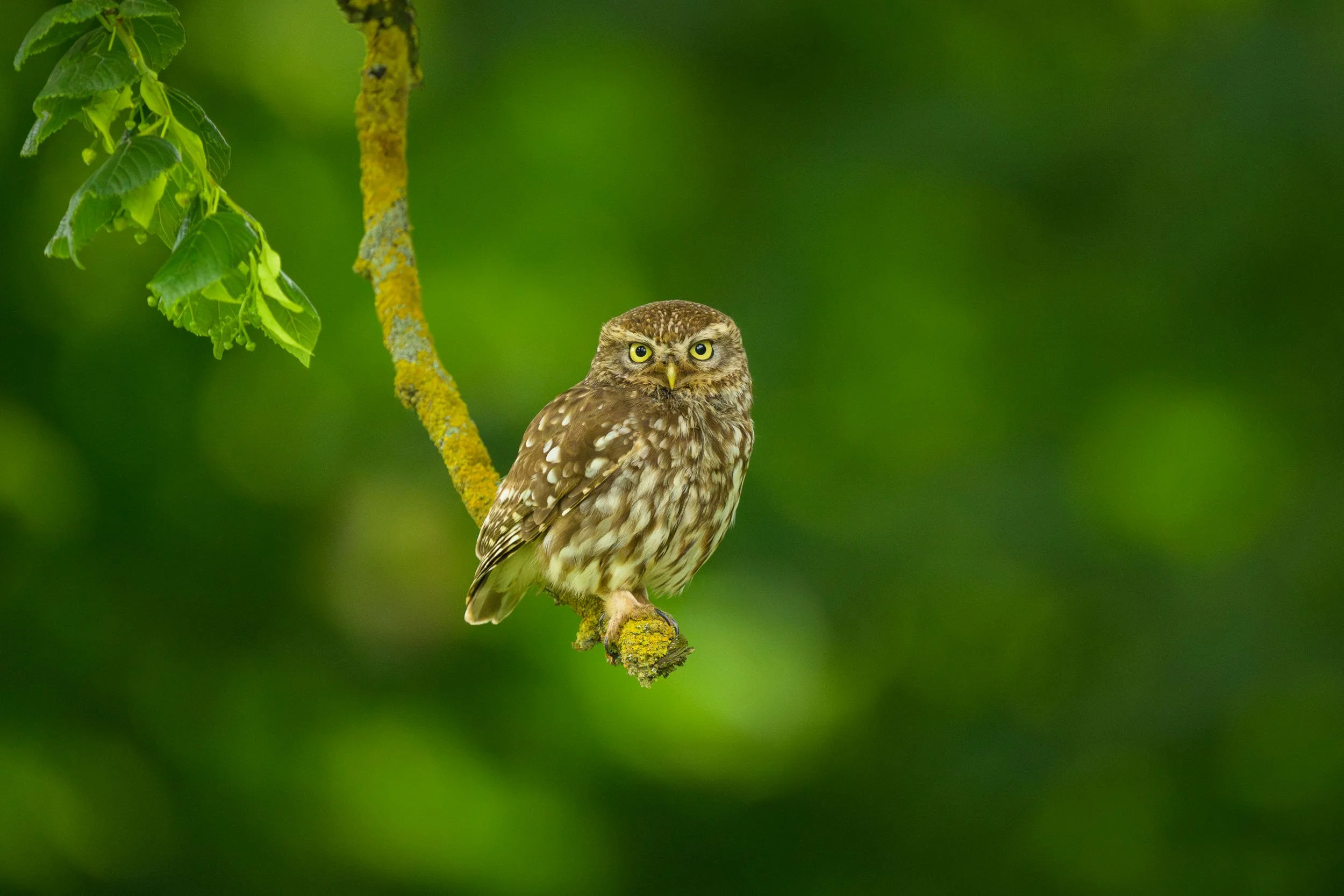 little-owl-sitting-on-tree-branch.jpg