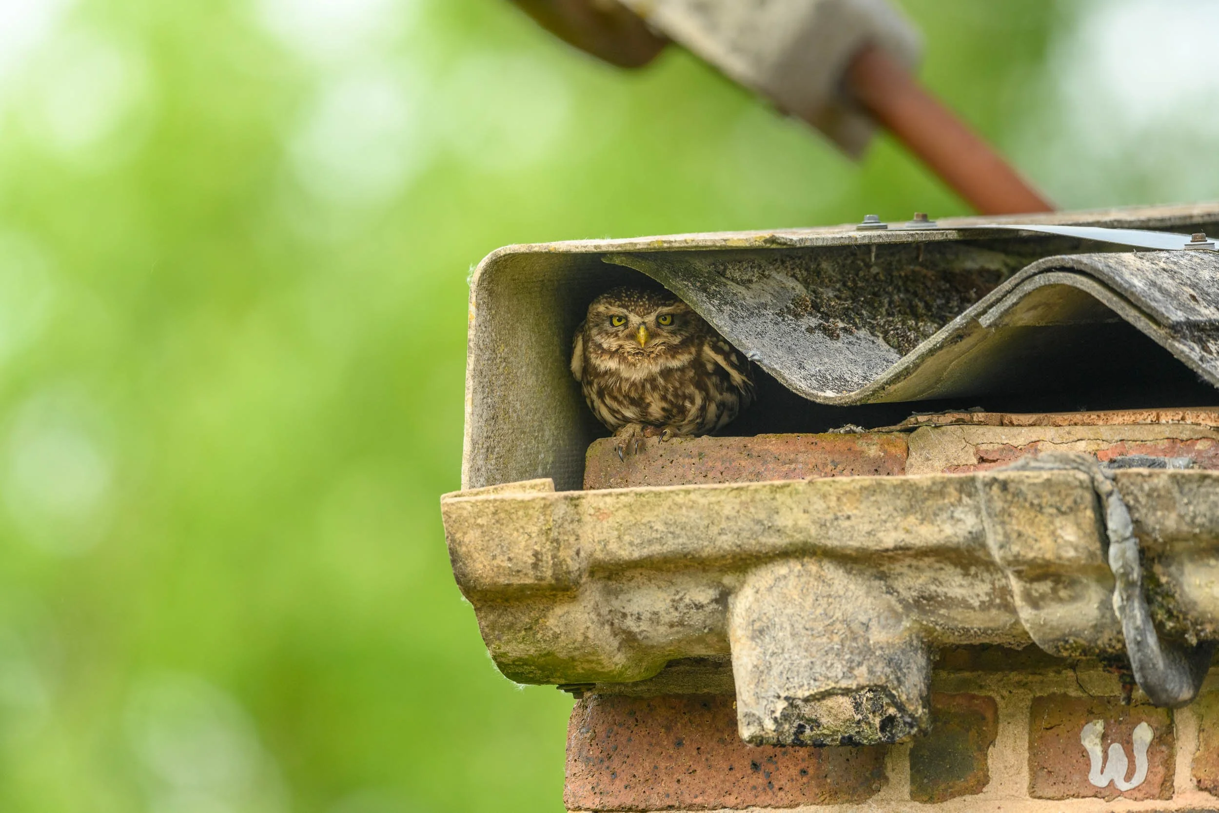 little-owl-looking-out-of-building.jpg