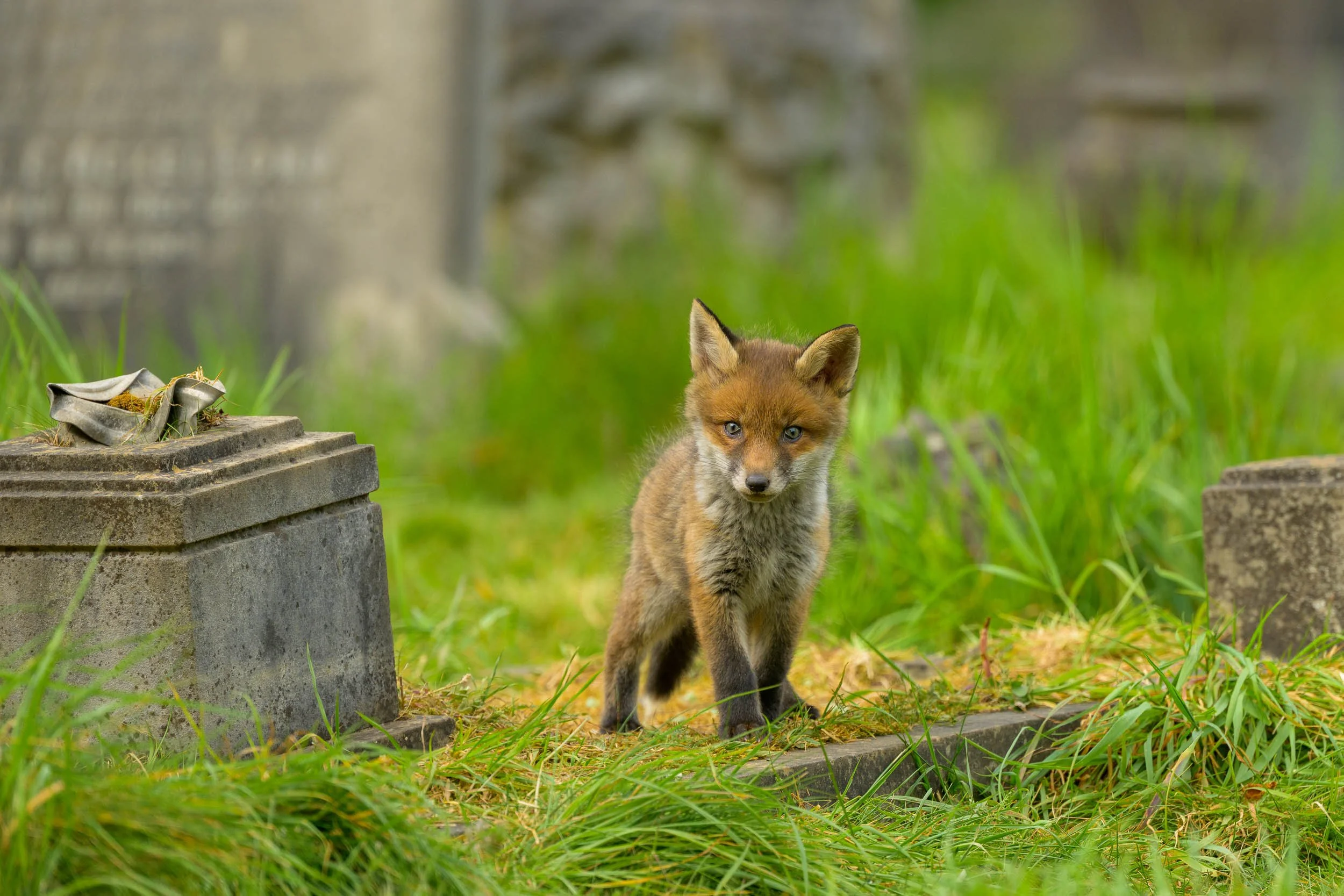 Cemetery Foxes