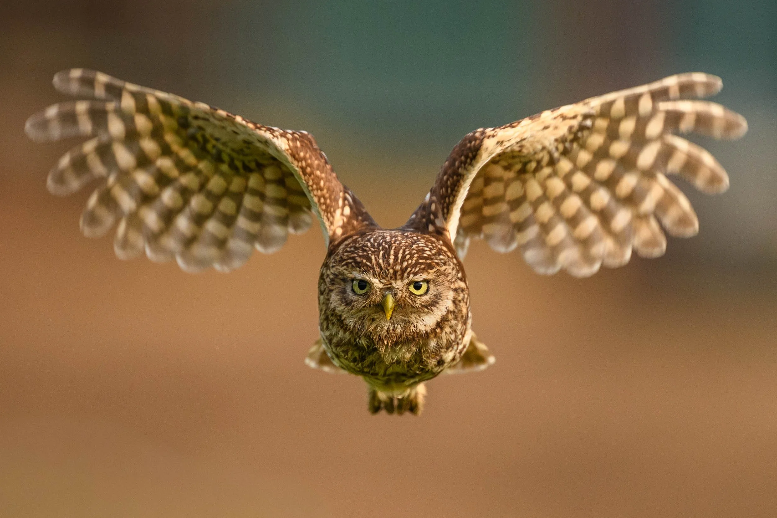 little-owl-flying.jpg
