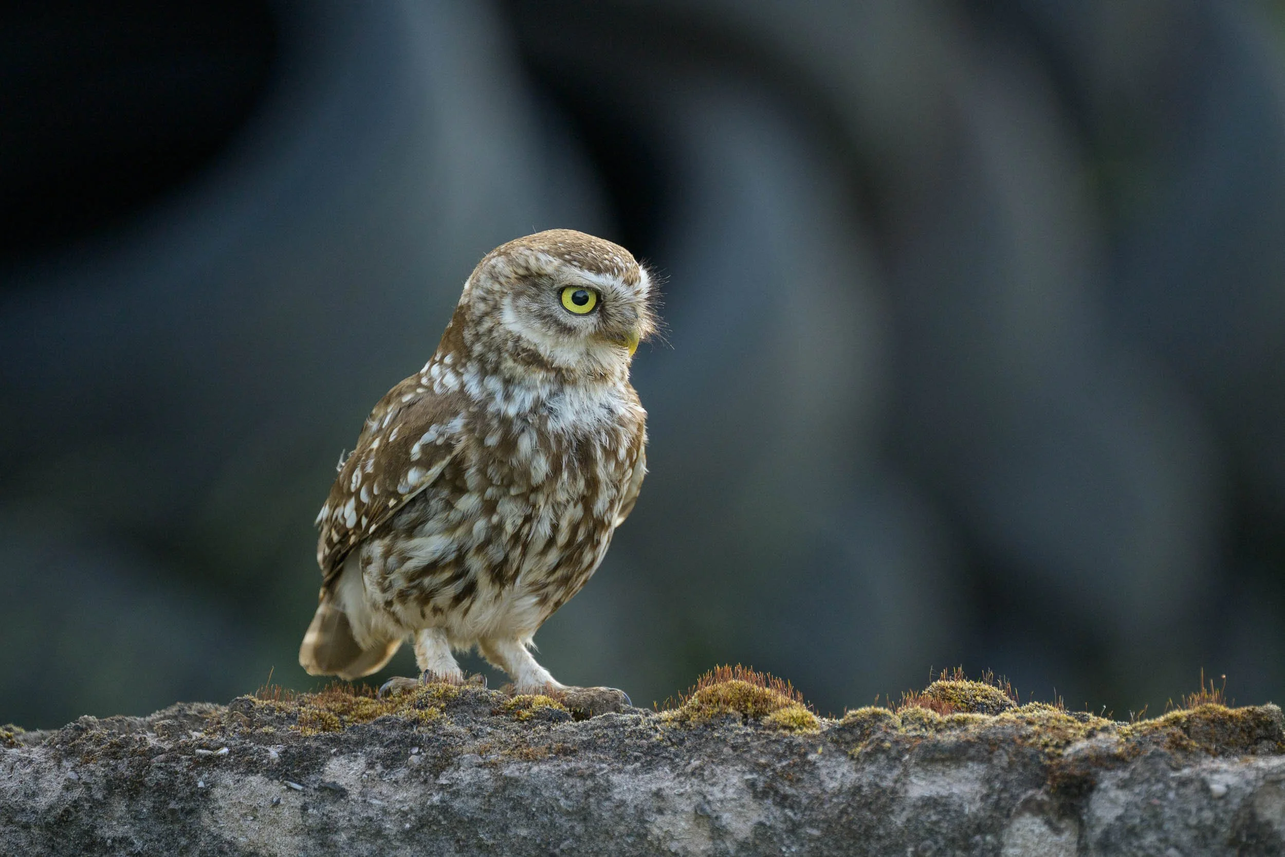 little-owl-sitting-on-wall.jpg