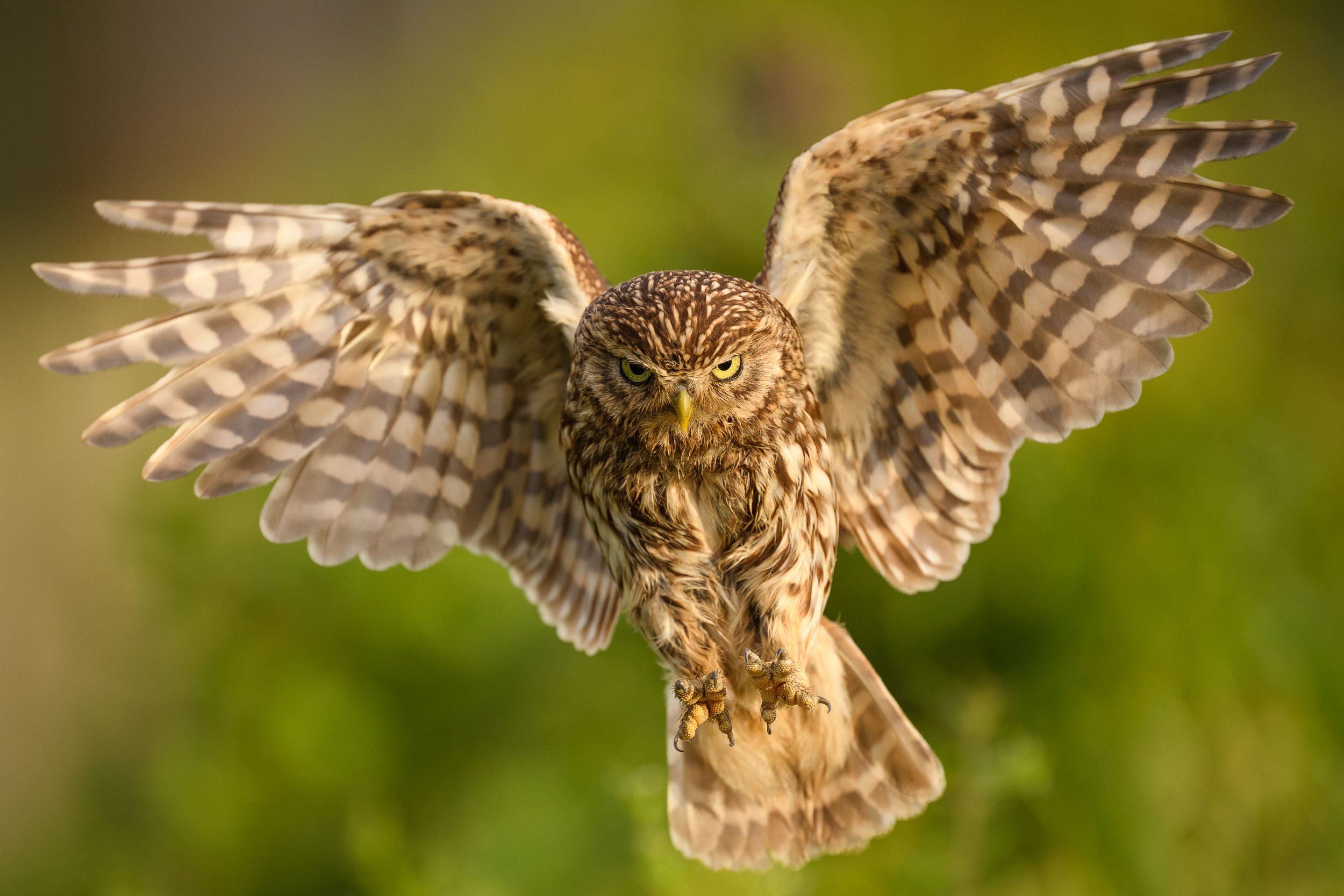 little-owl-flying.jpg
