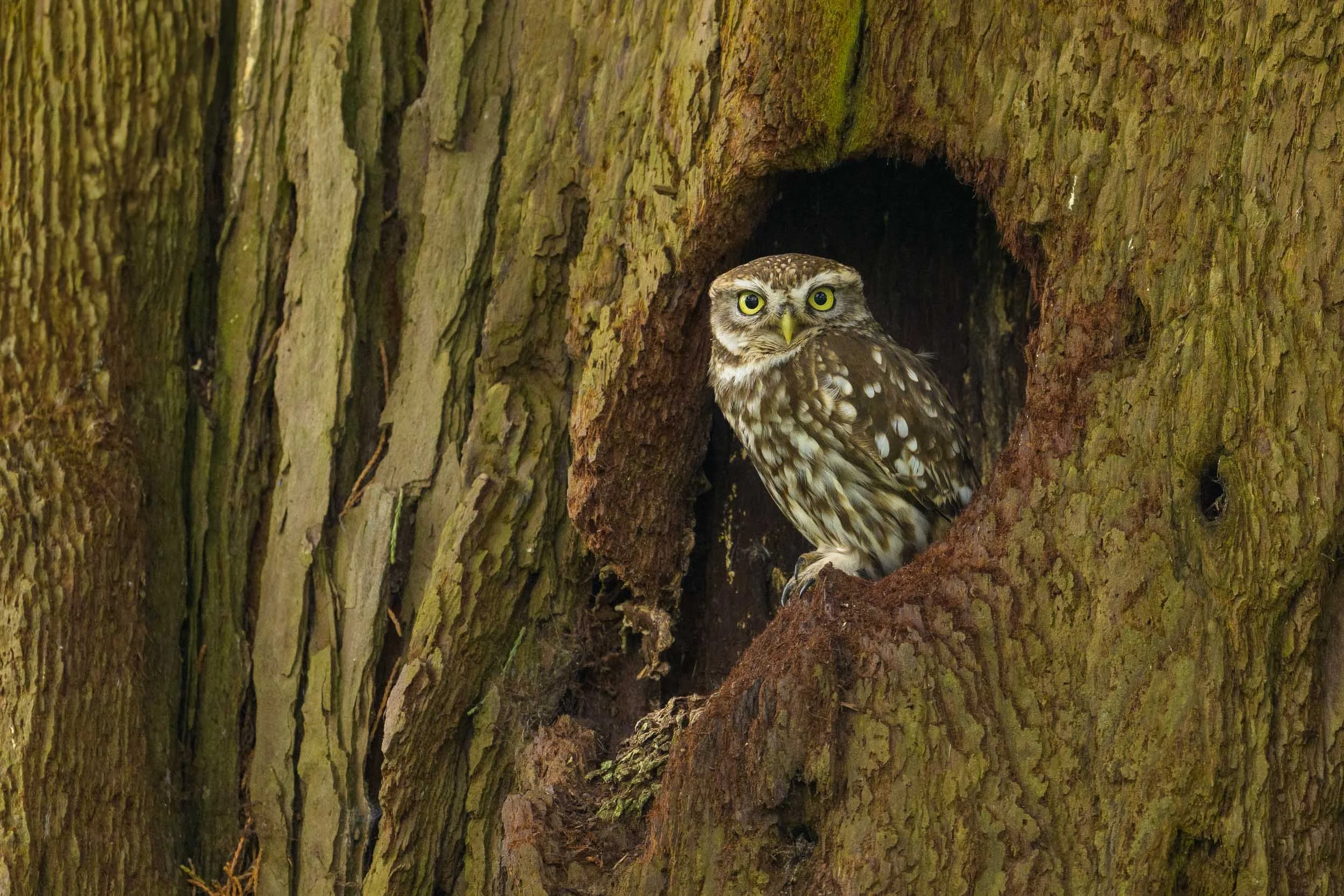 little-owl-in-nest-hole-in-redwood-tree.jpg
