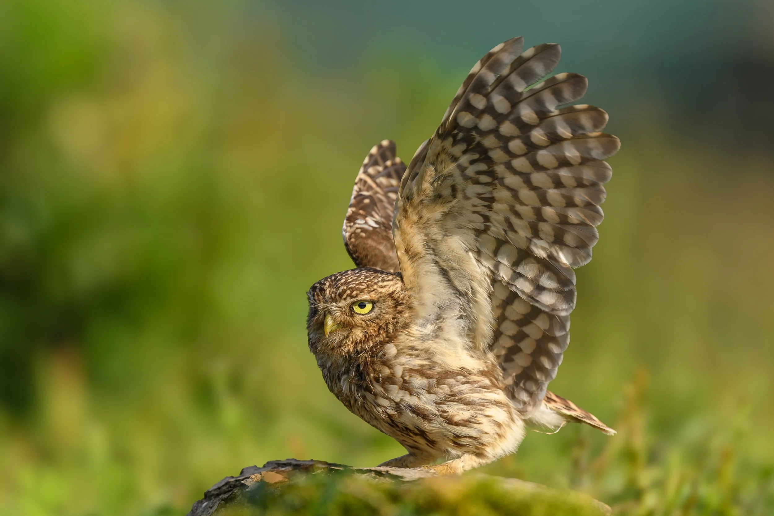 little-owl-stretching-wings.jpg