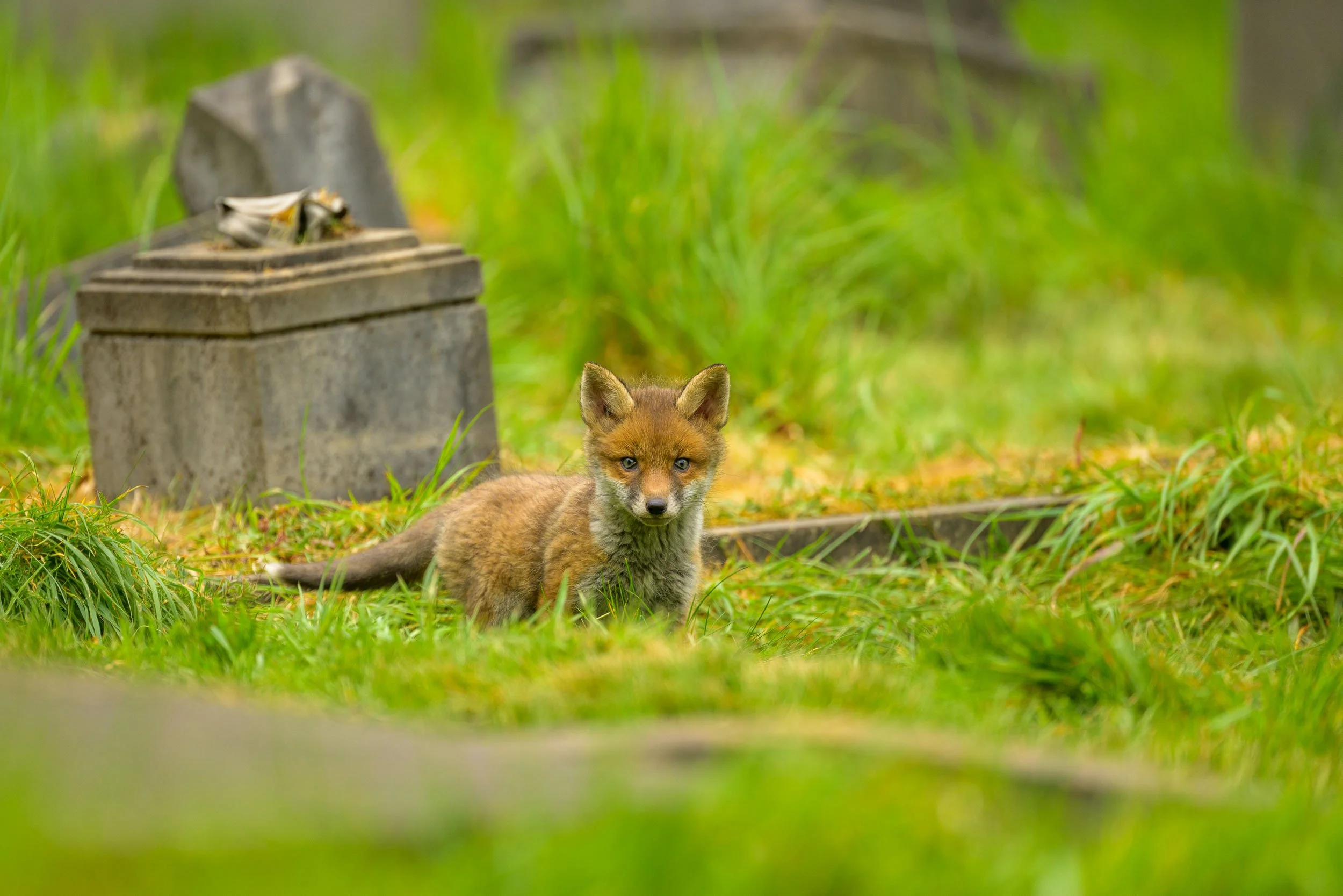 Cemetery Foxes