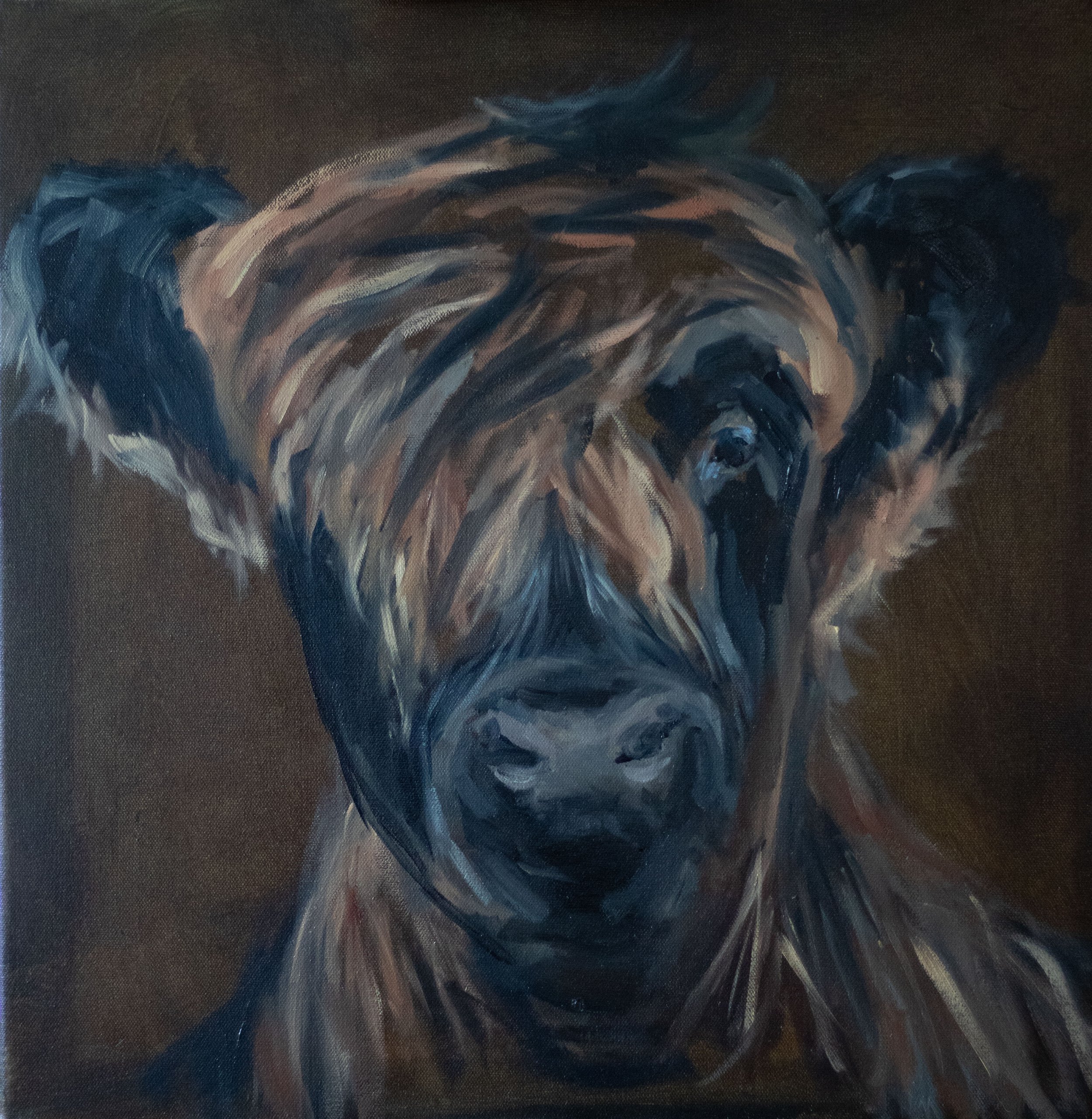 'Peallachag Phriseil' Highland Cow