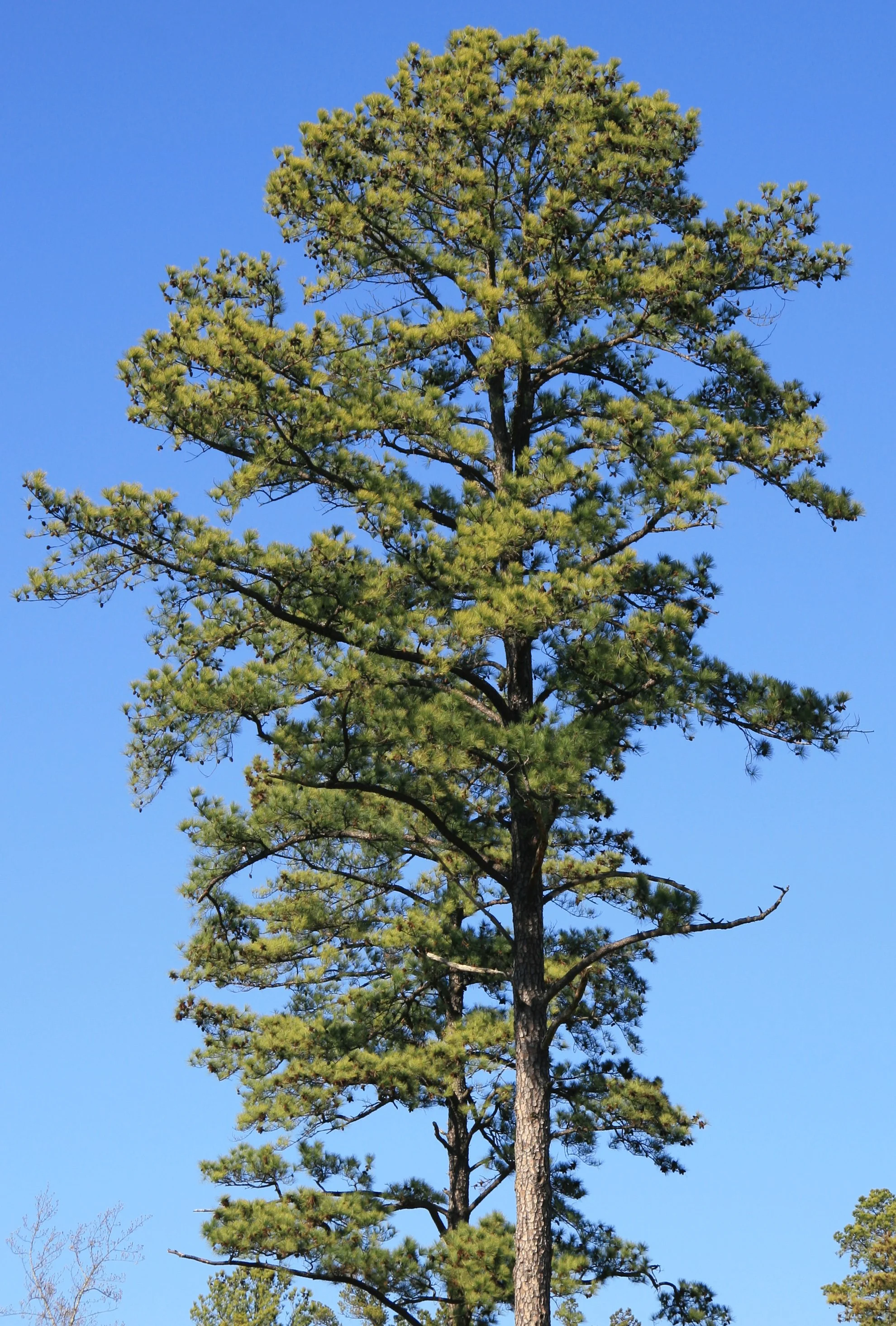 Pinus_taeda_loblolly_pine_large_crown.jpg