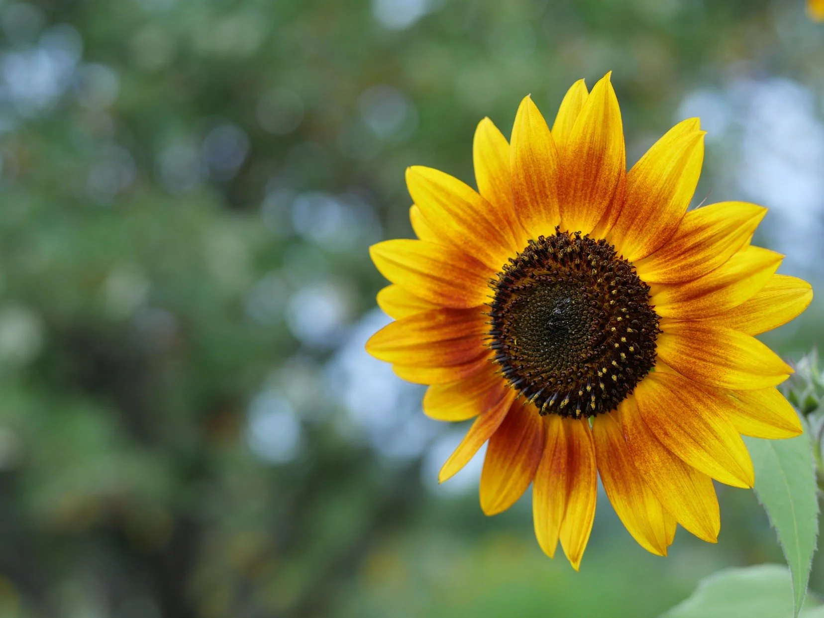 @aaronburden - original.jpeg