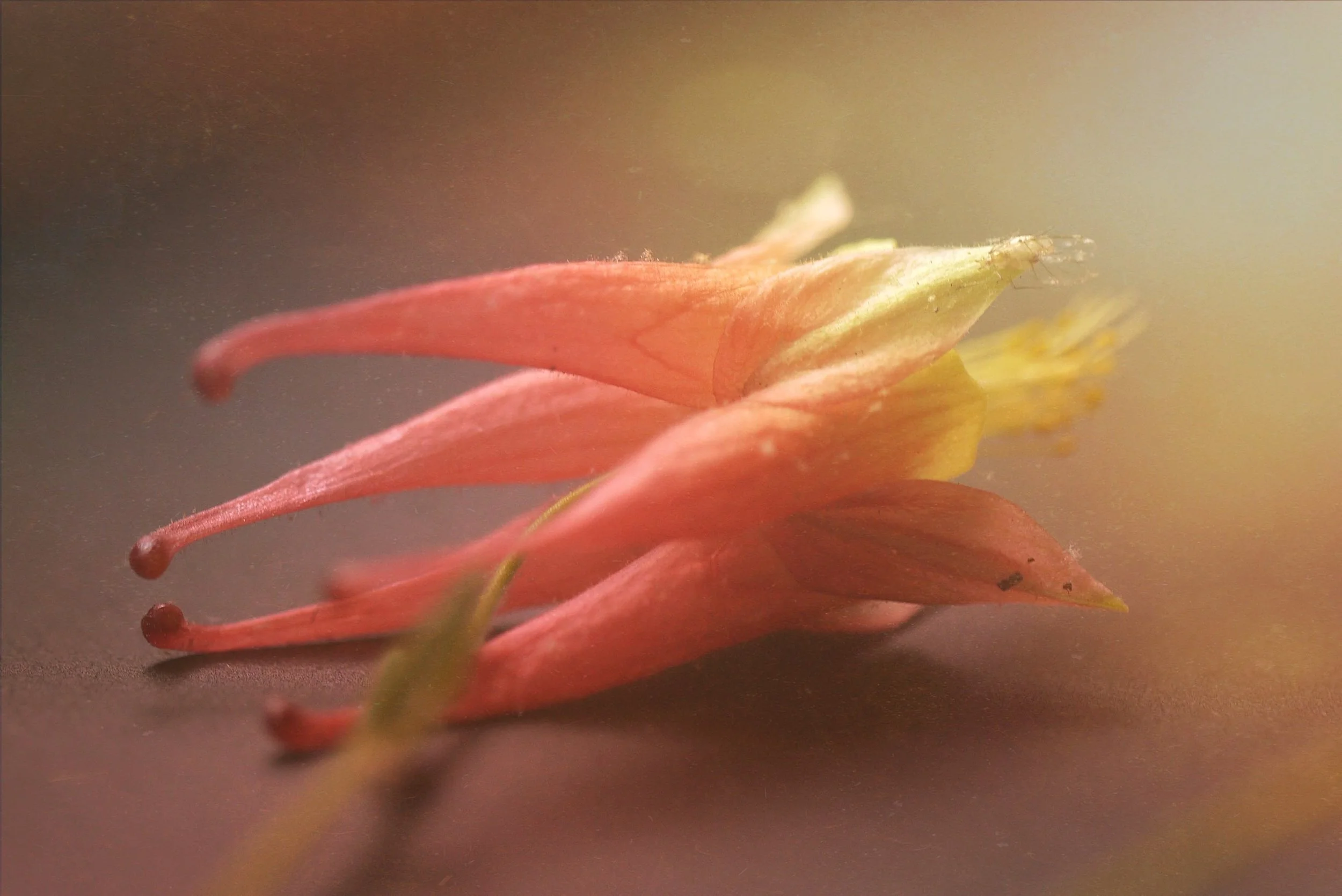 @catacosmosis - EEWZRHN.JPG