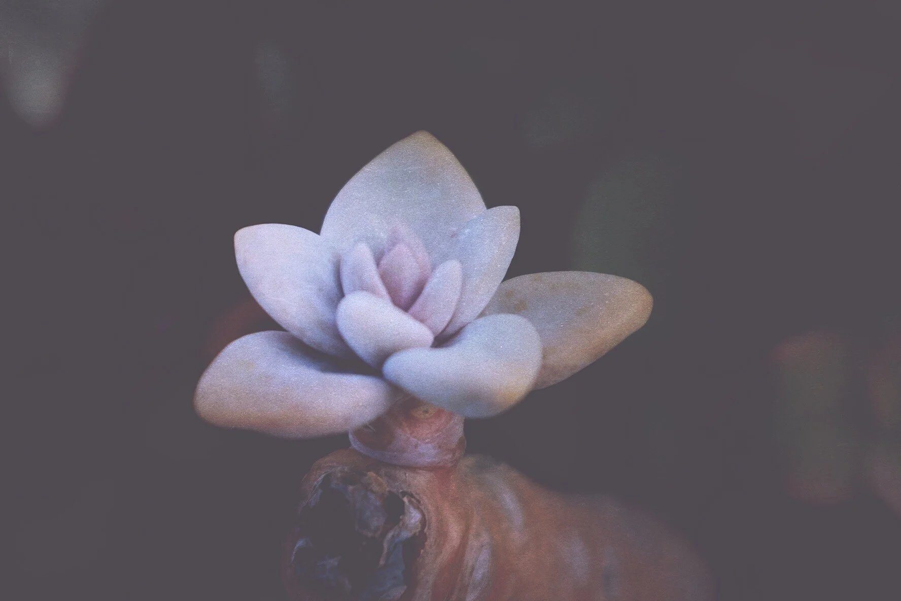 kris.mattison - IBDDTHF.JPG