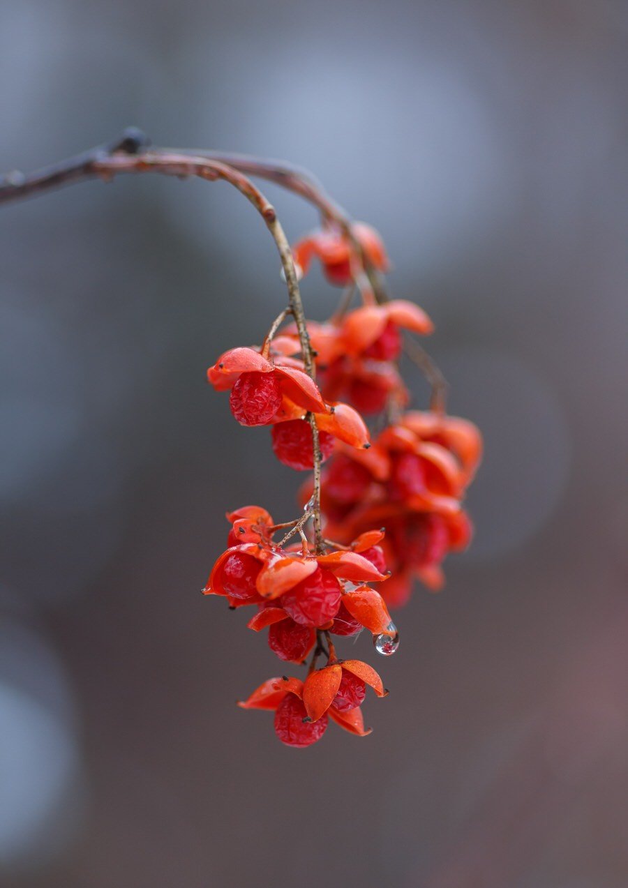 marshbaba - XQWWXRF.jpg