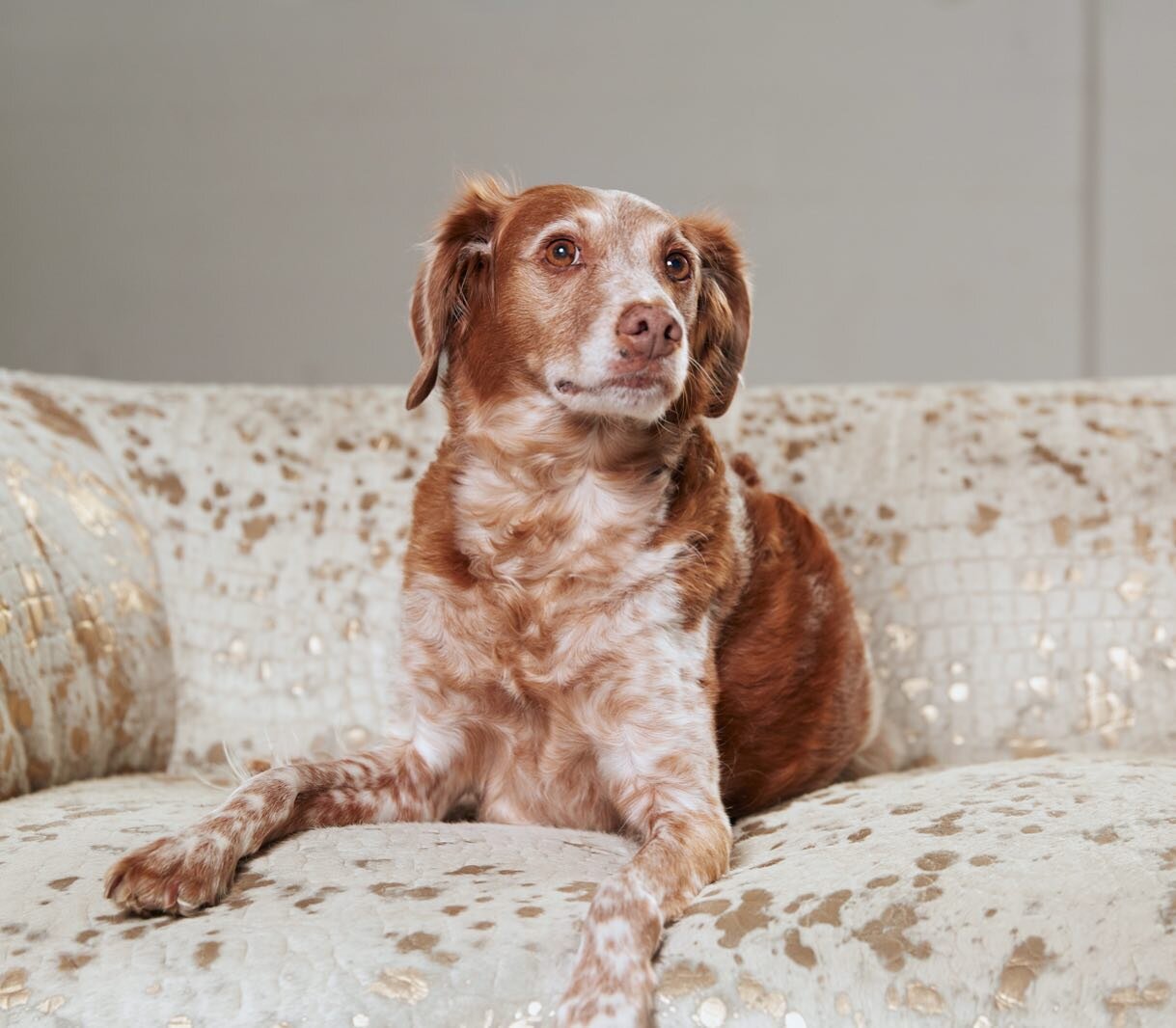 My handsome boy is 10 today! His eyebrows are getting whiter, his lumps are getting bigger, but he can still chase a squirrel like a pup. He has my heart in his little paw. Happy Birthday to my best bud, Cooper!
📷: @photophilcro