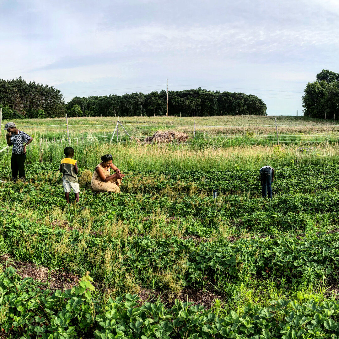 We picked fresh strawberries, toured the farm, told stories about our food traditions, and connected over how we can work together to make equitable access to good, clean, fair food a reality. Join us July 12th for the next pop-up picnic potluck at T