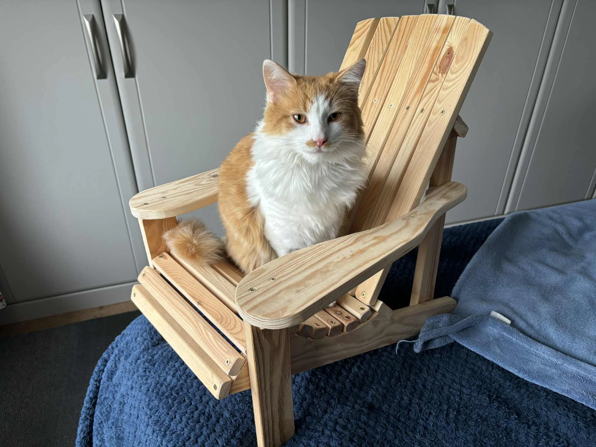 Tippy in the chair.jpeg