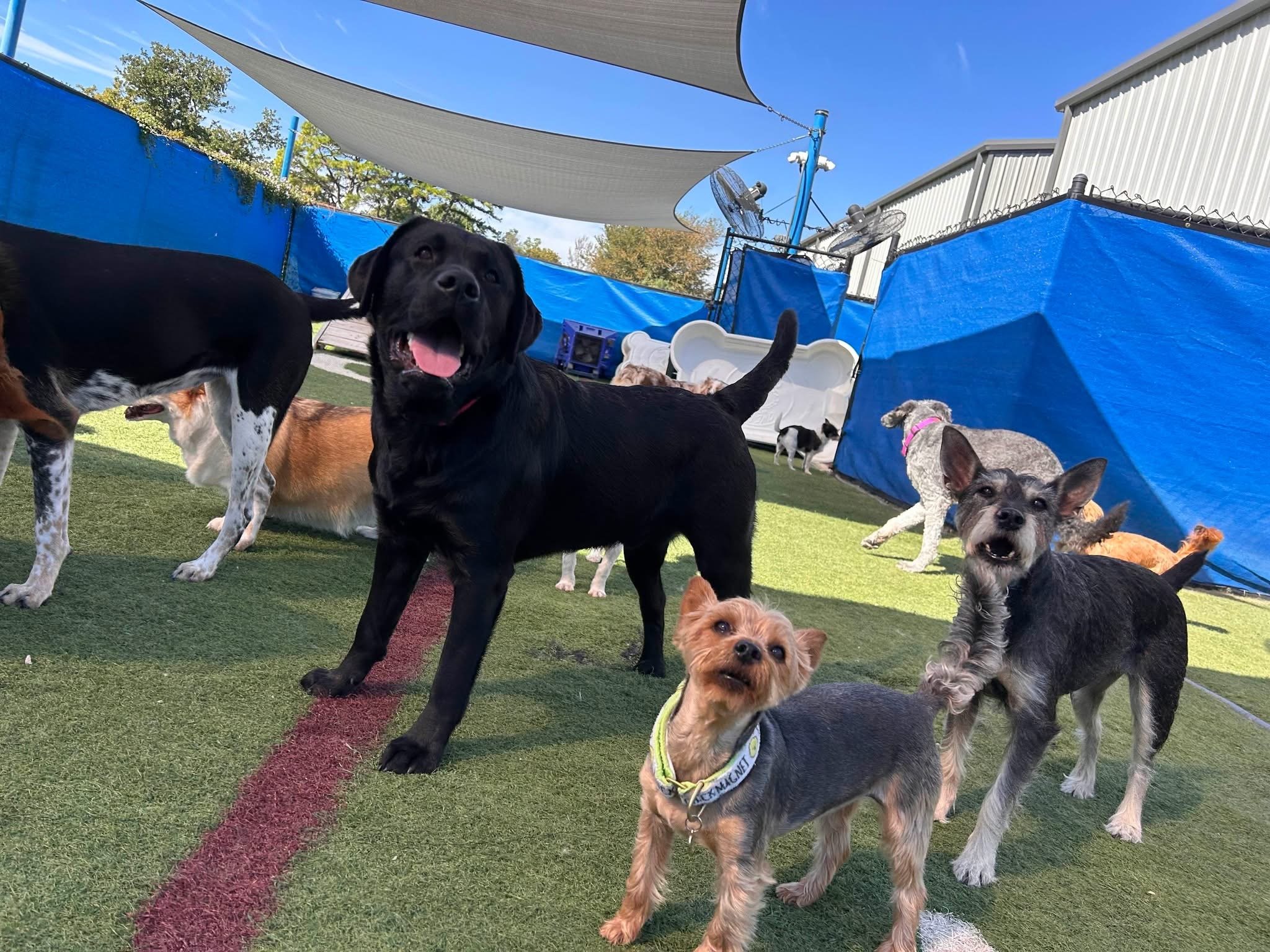 Group of dogs on artificial grass outdoor play area with blue fencing and shade sails, some dogs sitting and others standing or stretching.
