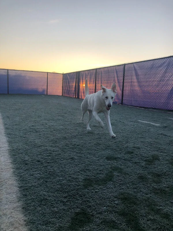 Lola enjoying a crisp early morning romp!