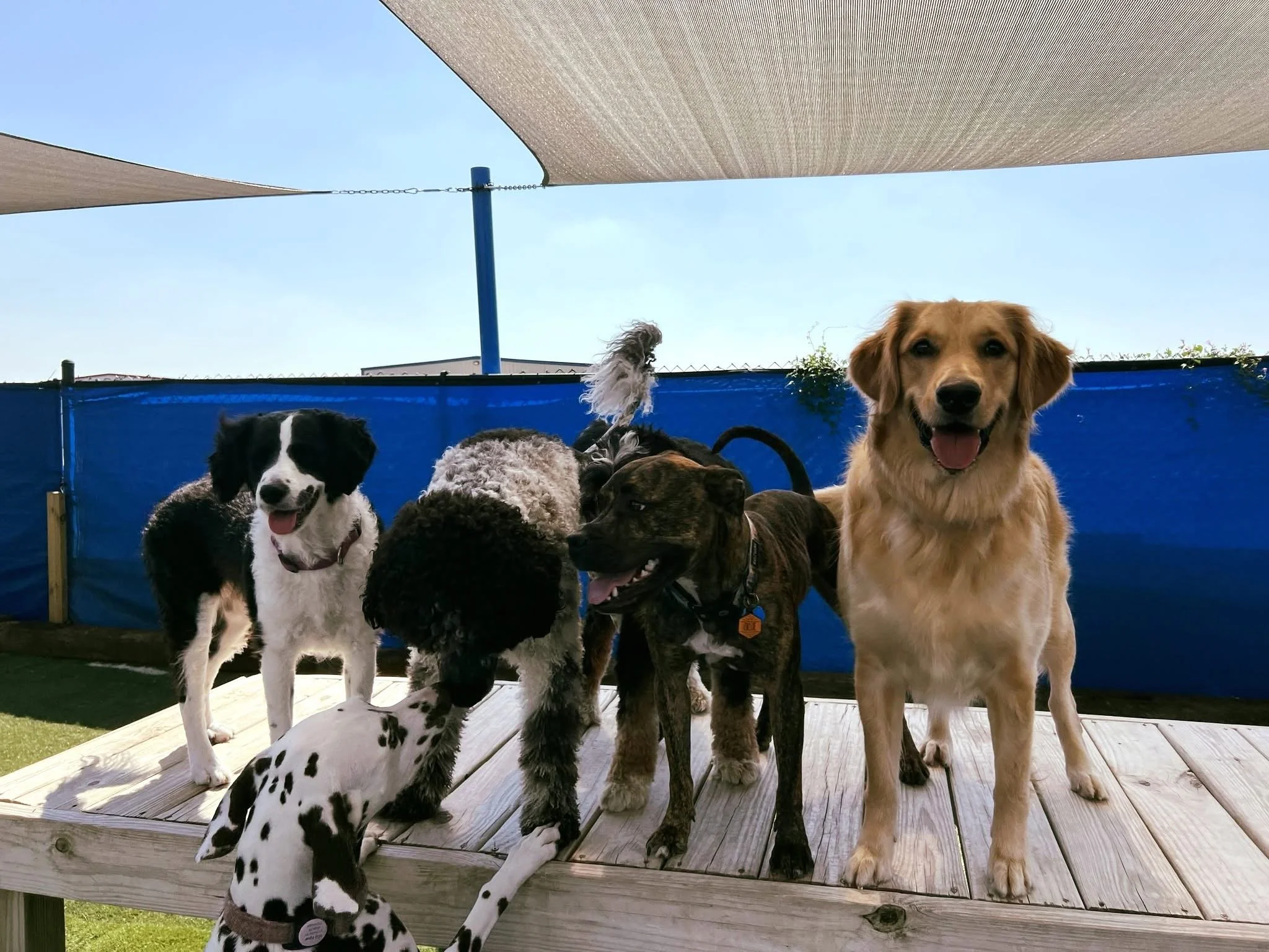 five dogs standing on a raised wooden platform outdoors, with a blue fence and shade sail above them under a clear sky.