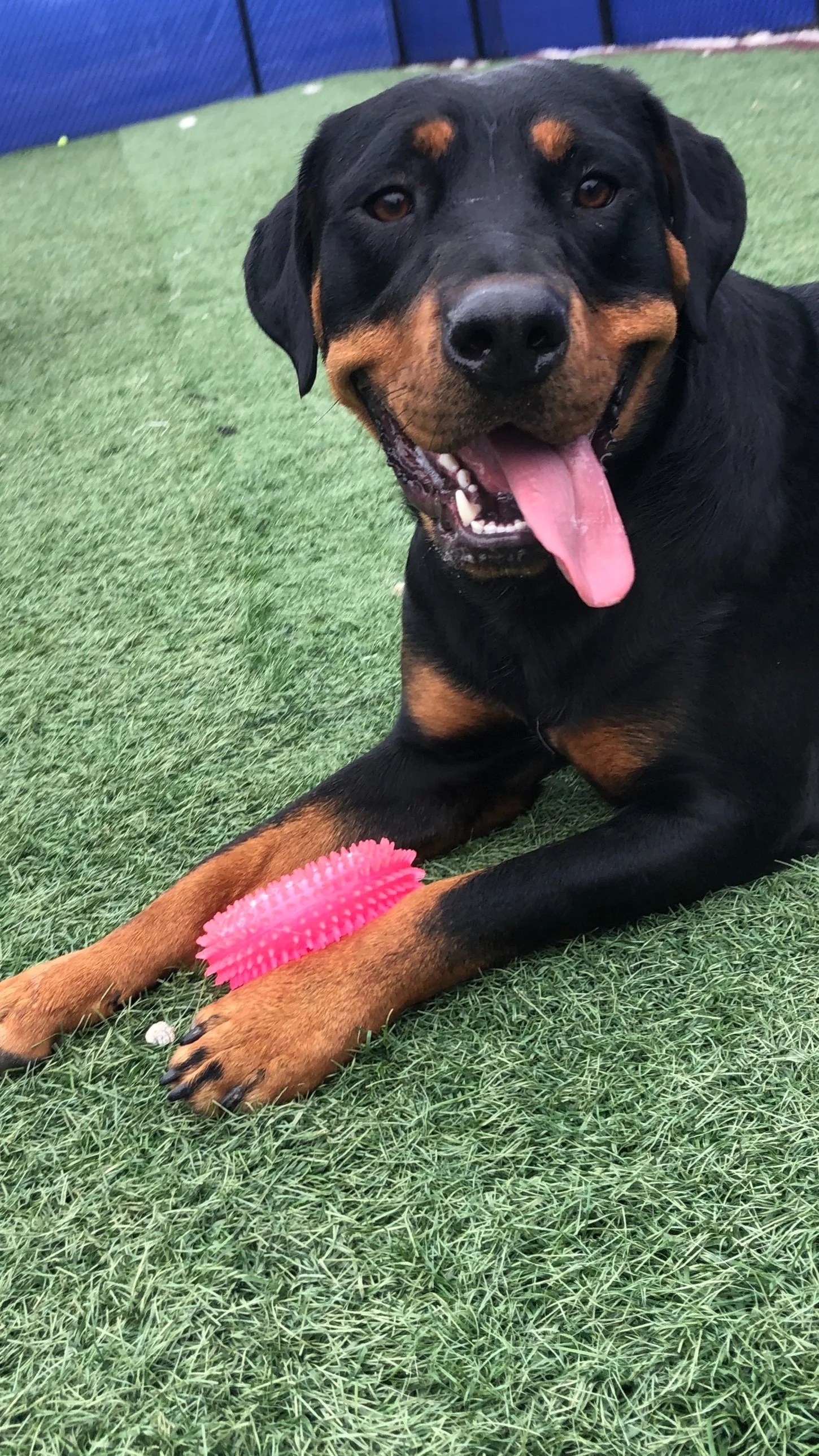 Sun's out, tongues out!