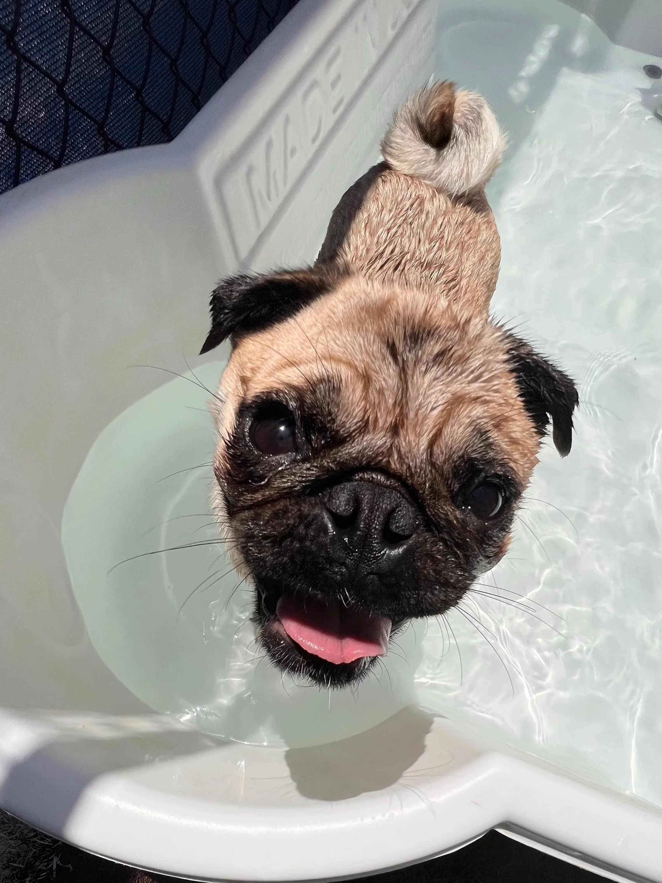 Jaeger loves going for a dip in the pool!