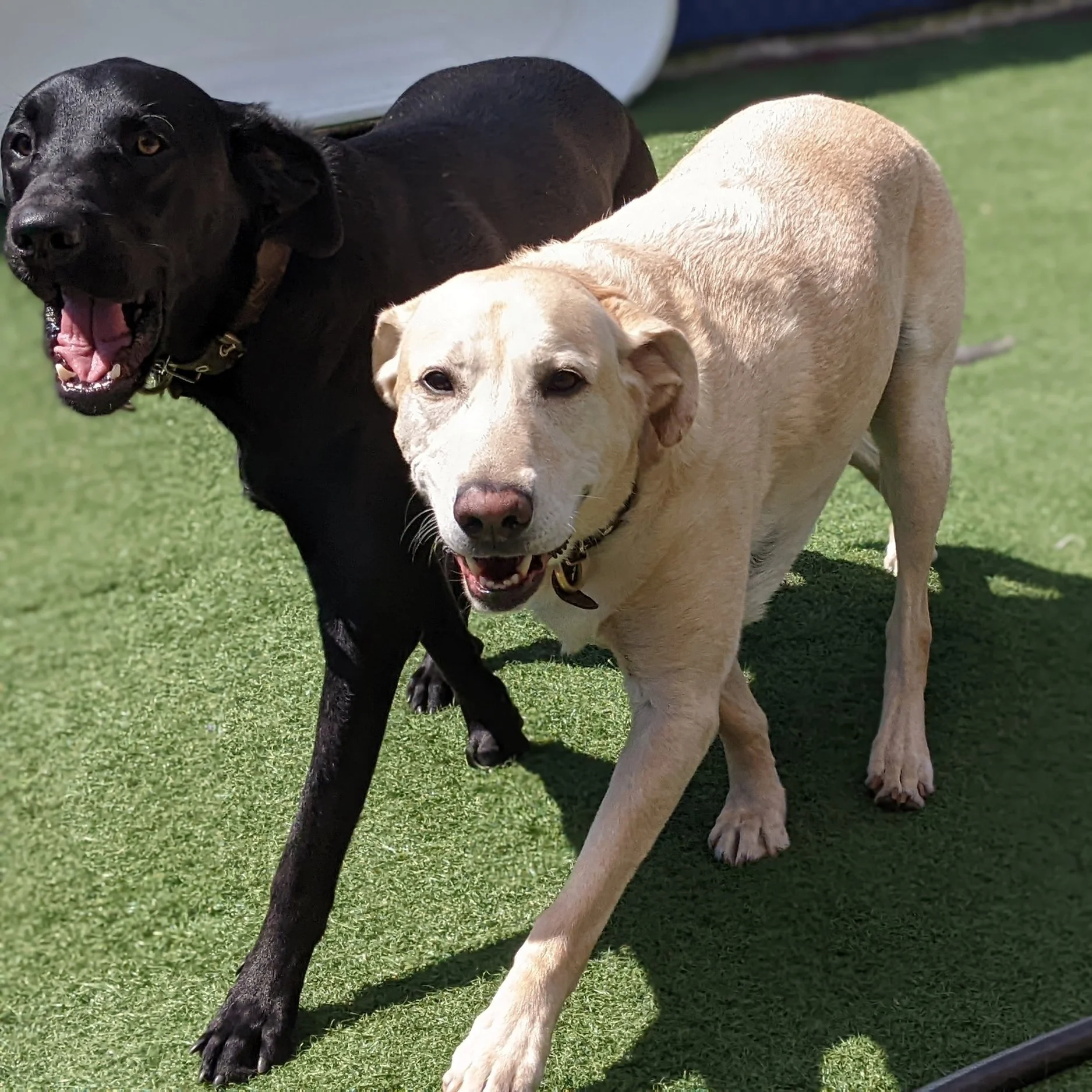 Harley & Soco on a stroll.