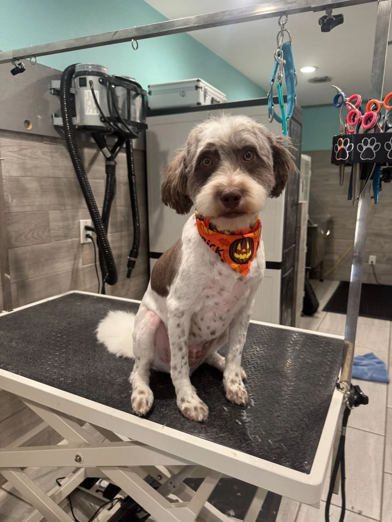 A dog sitting on a grooming table at a pet grooming salon, wearing a Halloween-themed bandana with a pumpkin face and the word 'Boo' on it. The background shows grooming tools and equipment.