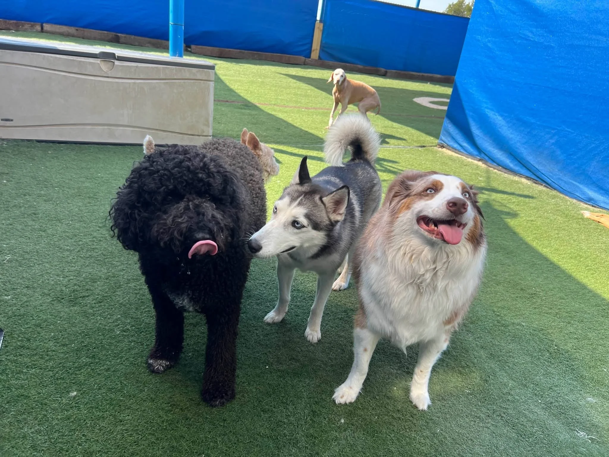 Four dogs in an outdoor play area with artificial grass and blue privacy fencing; a black curly-haired dog licking its nose, a Siberian Husky with blue eyes, a brown and white Australian Shepherd, and a light-colored dog further in the background.