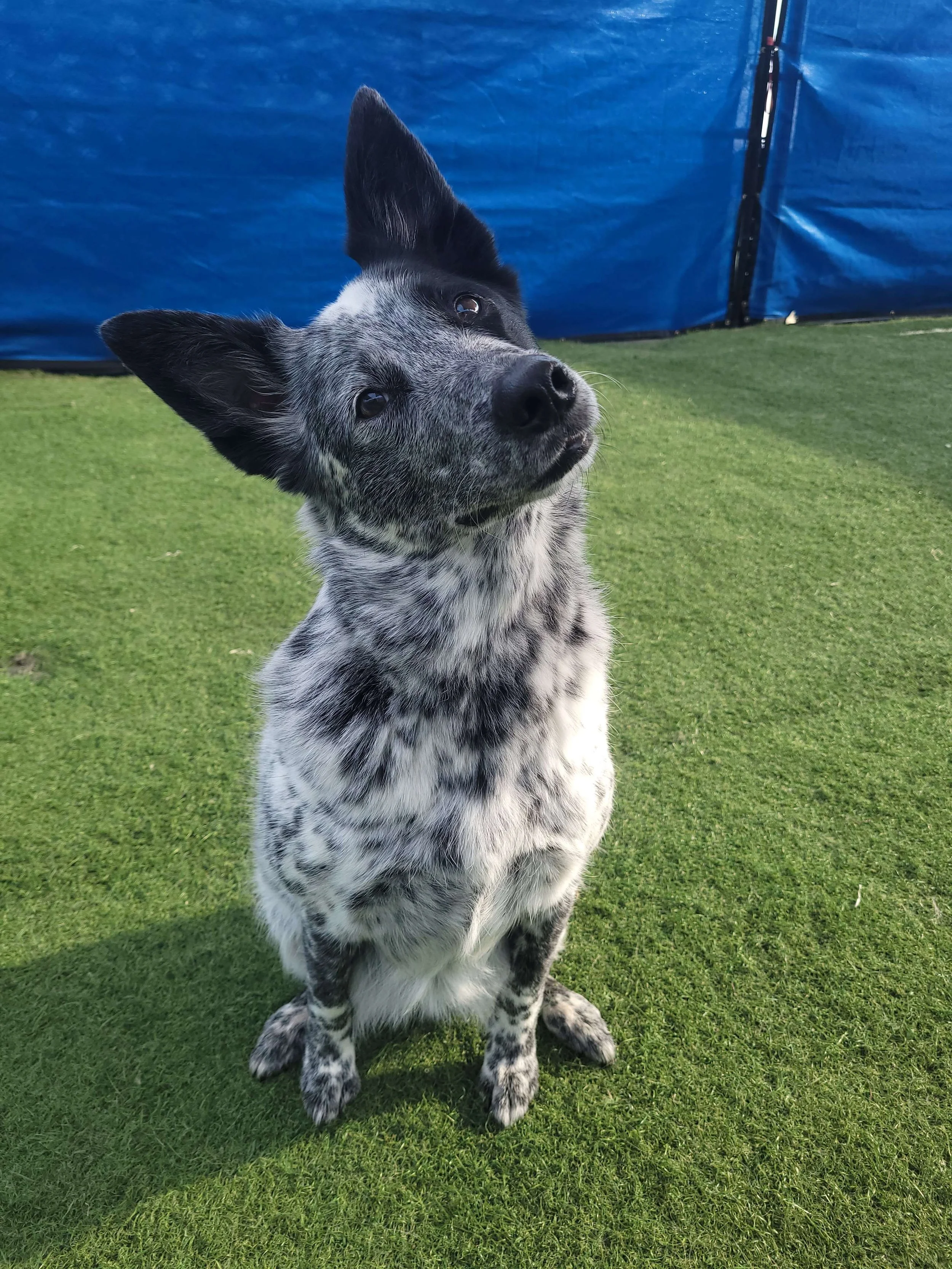 Zia says, "Did you say snacks?"