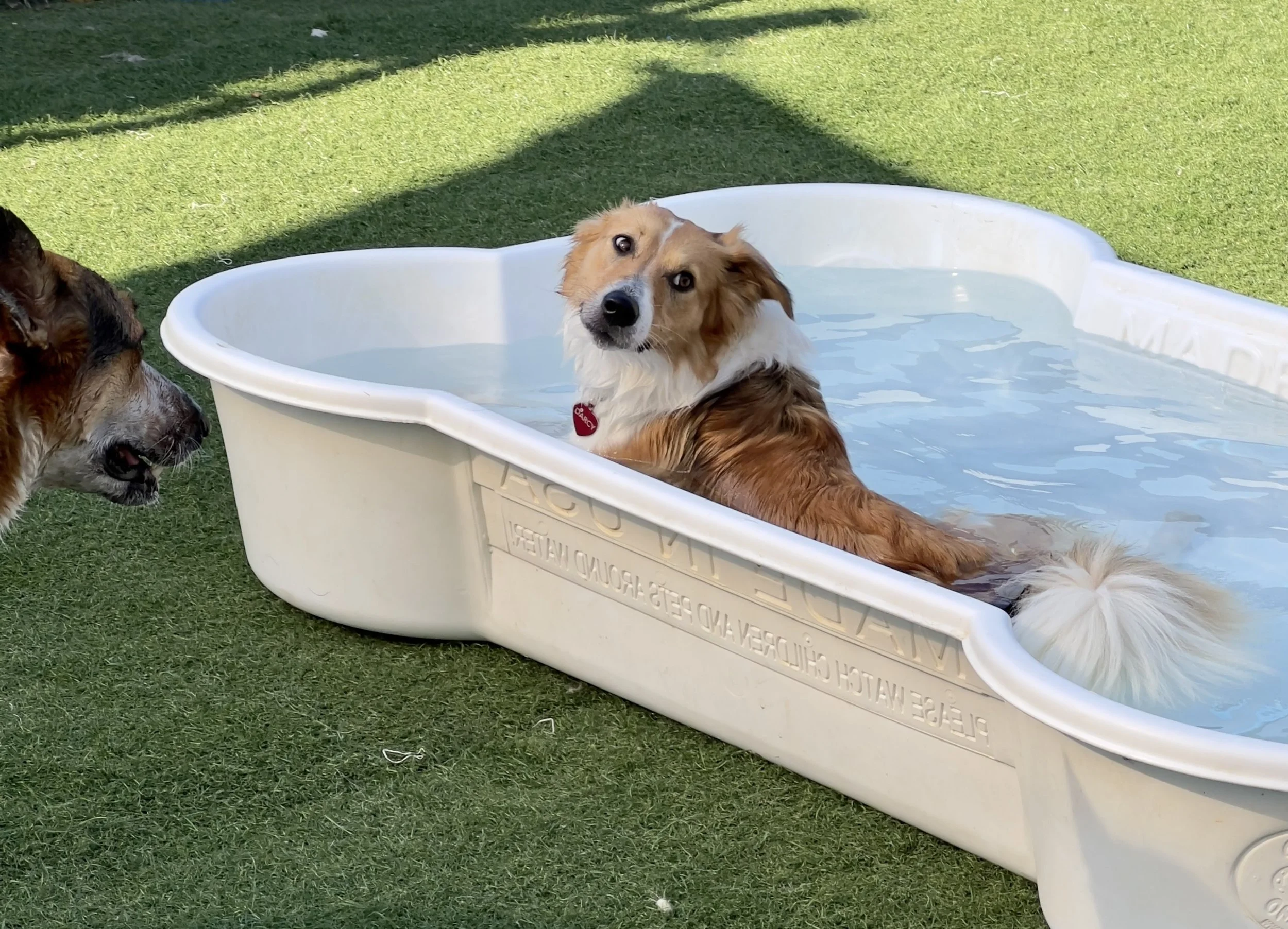 Darcy going for a dip.
