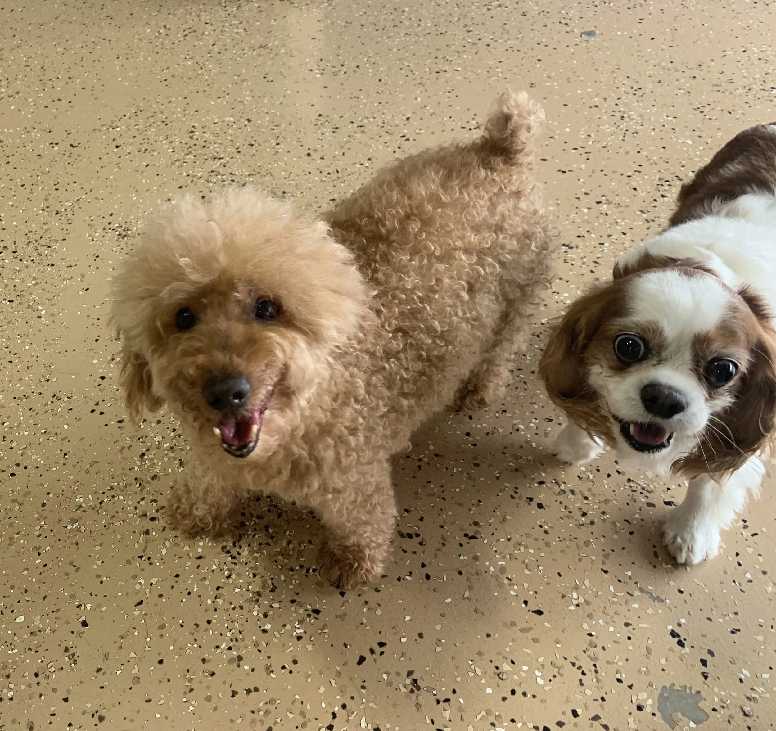 Berkeley & Rosie, all smiles!
