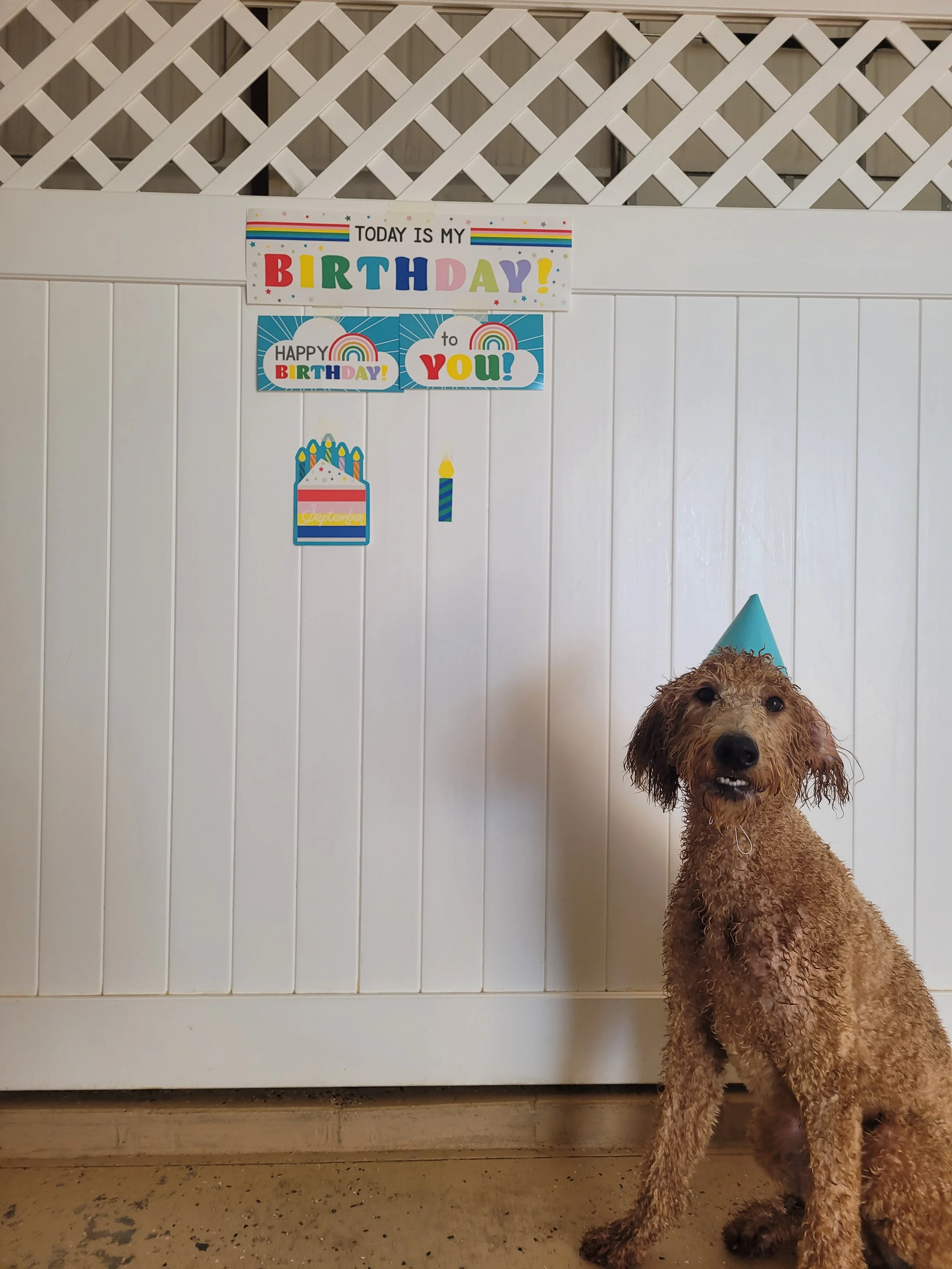 Celebrating Cosmo's 1st birthday!