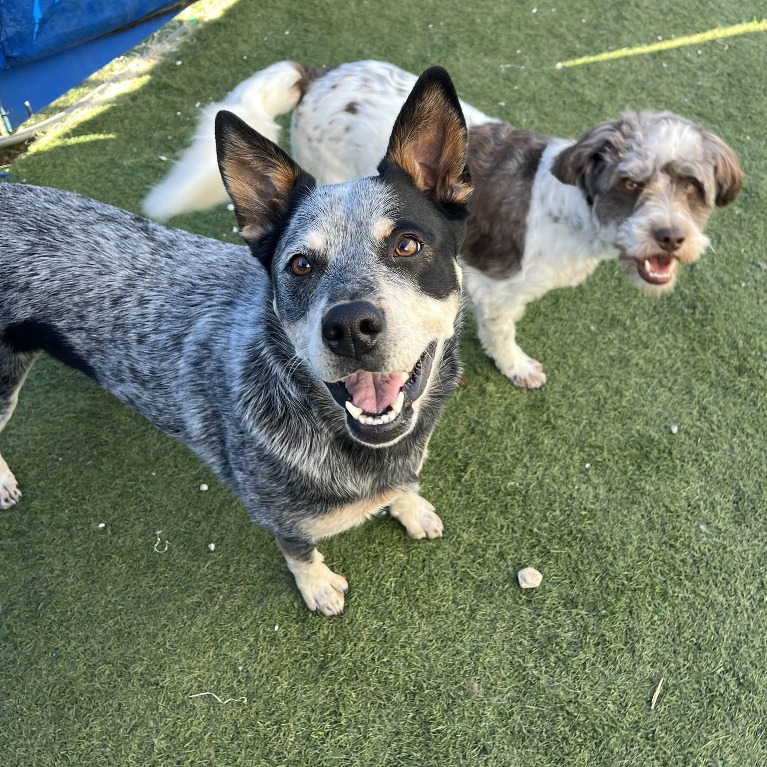Three dogs standing on green turf, with one looking at the camera and smiling, and the others nearby.