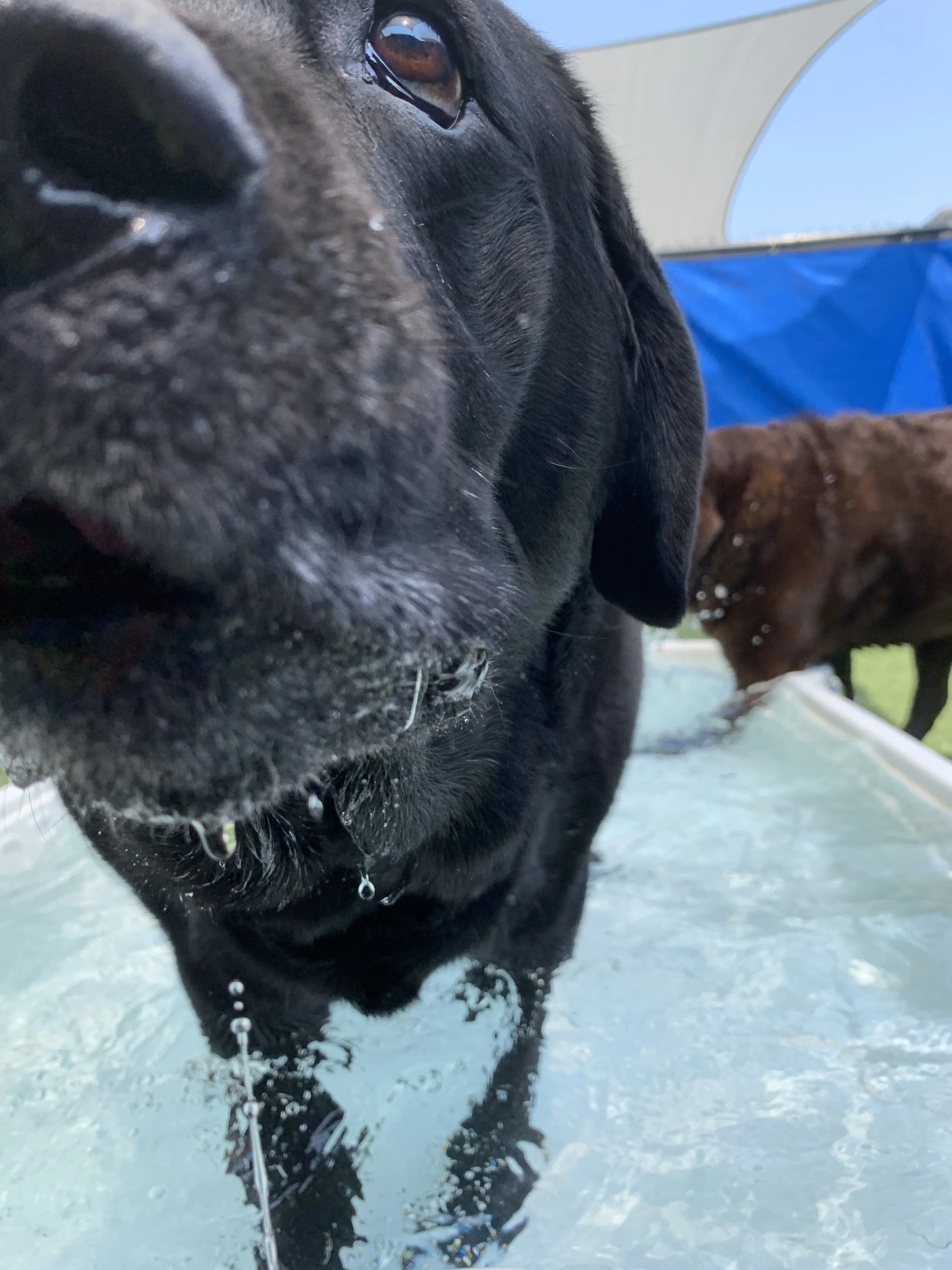 Truman keeping cool in the pool!
