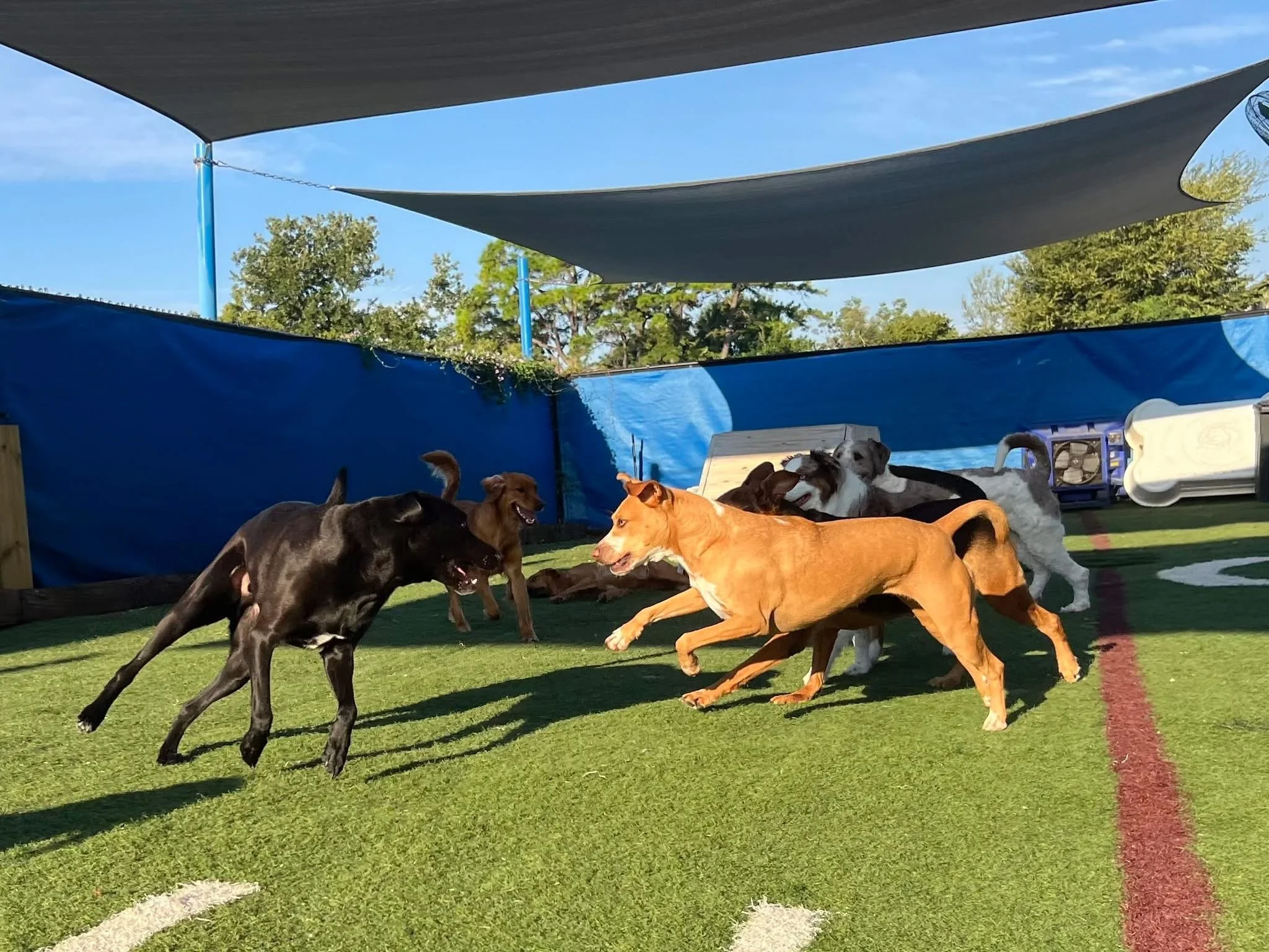 Group of dogs playing and running on a grassy enclosed outdoor area with shade sails and trees in the background.