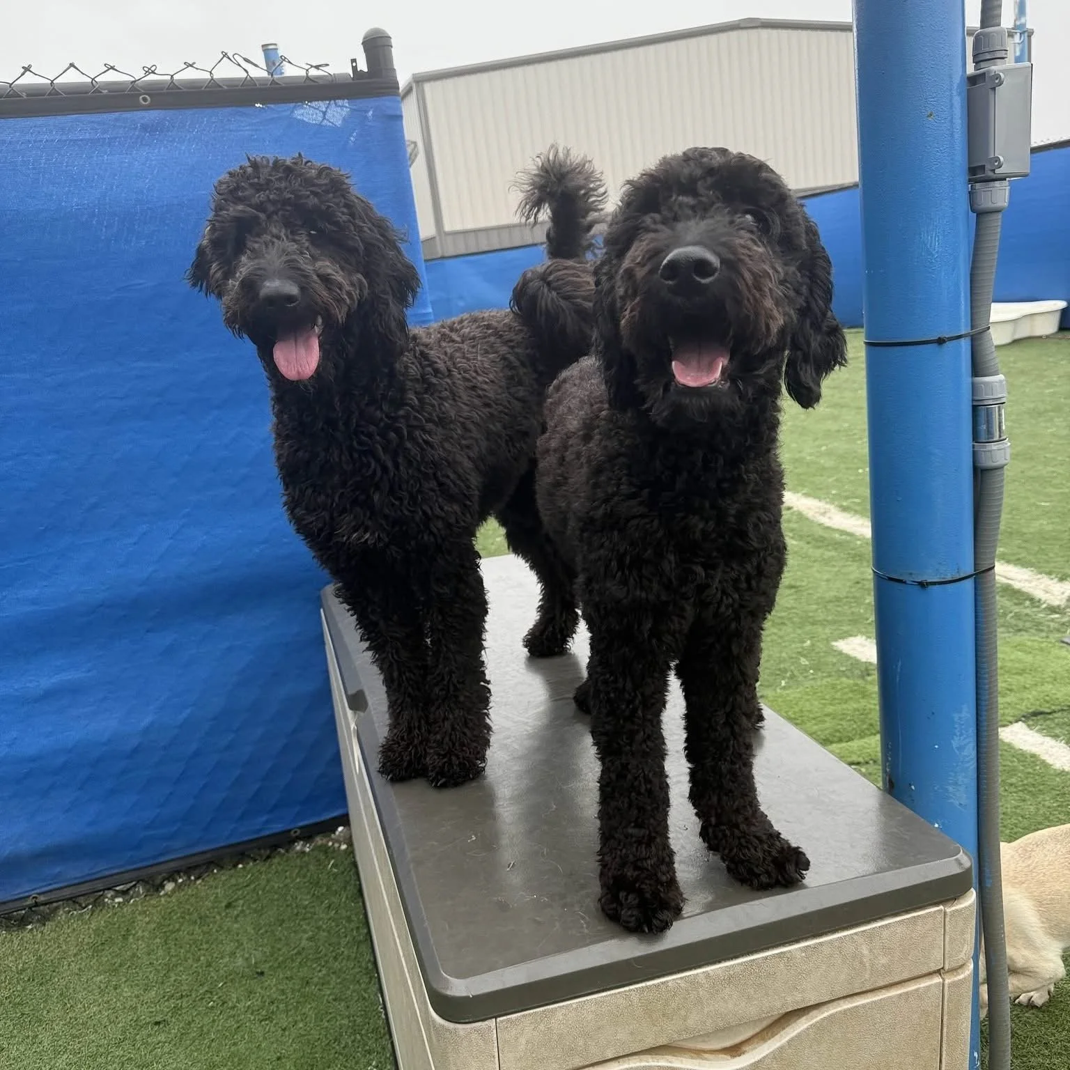 Two curly black dogs standing on a grooming table outdoors.