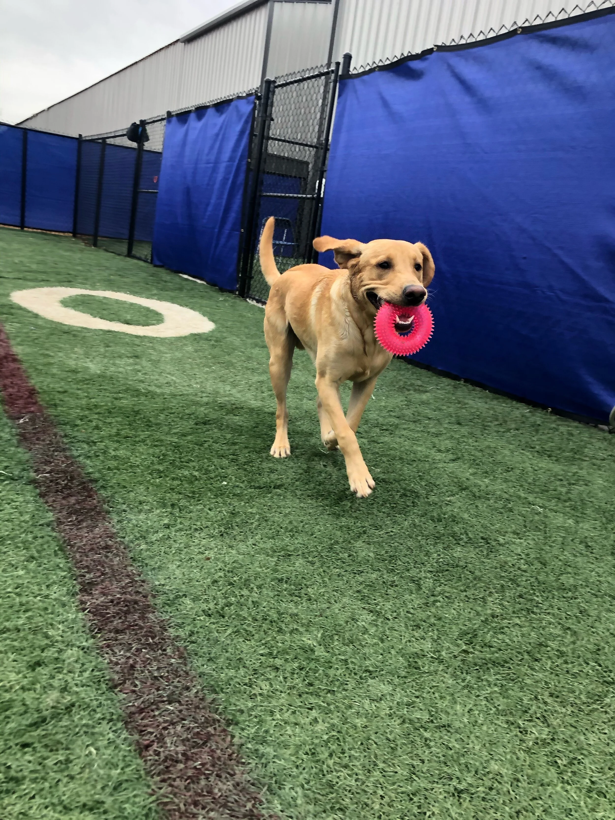 Tex is an excellent fetcher.