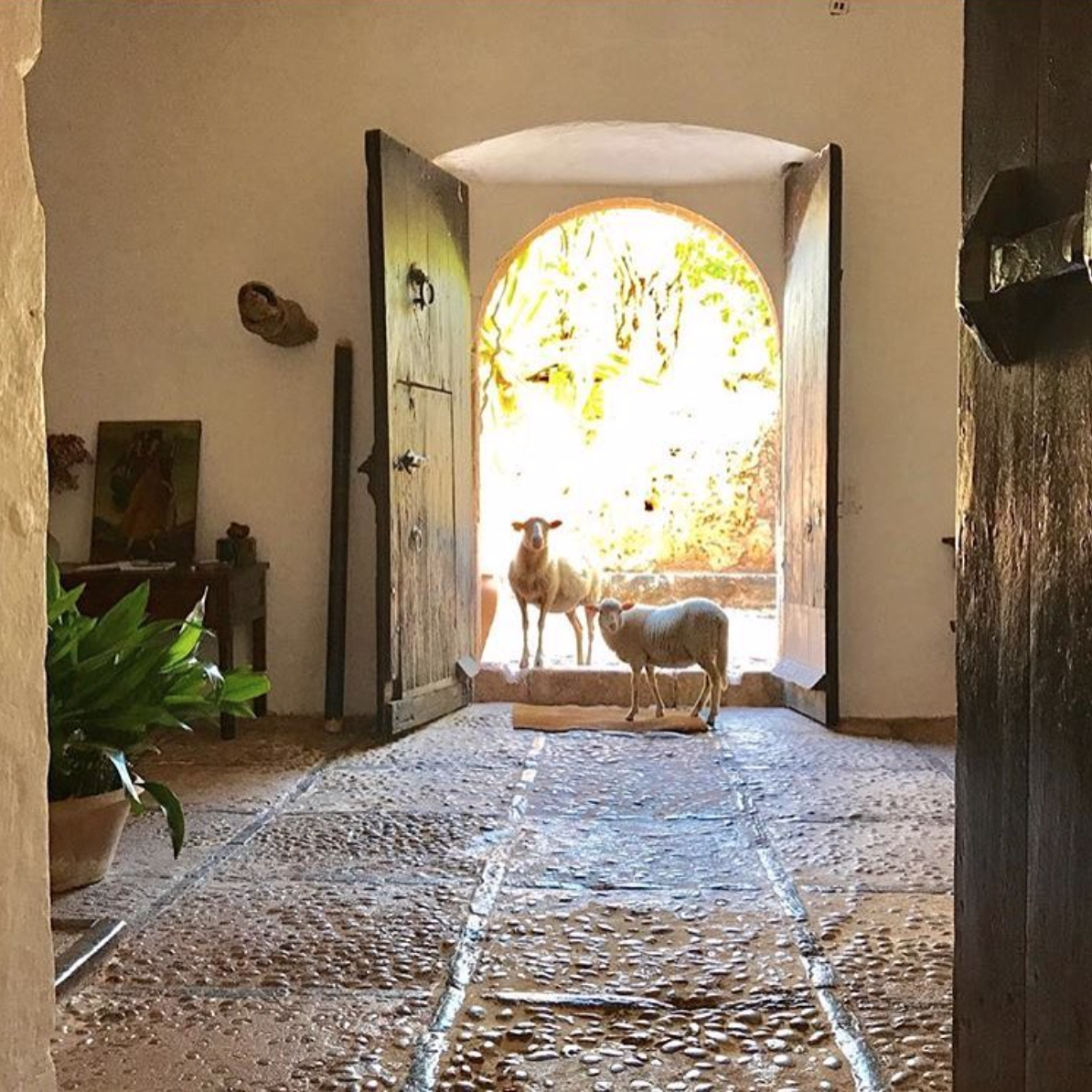 3 ESPAÑOLITA - ANIMALES.png