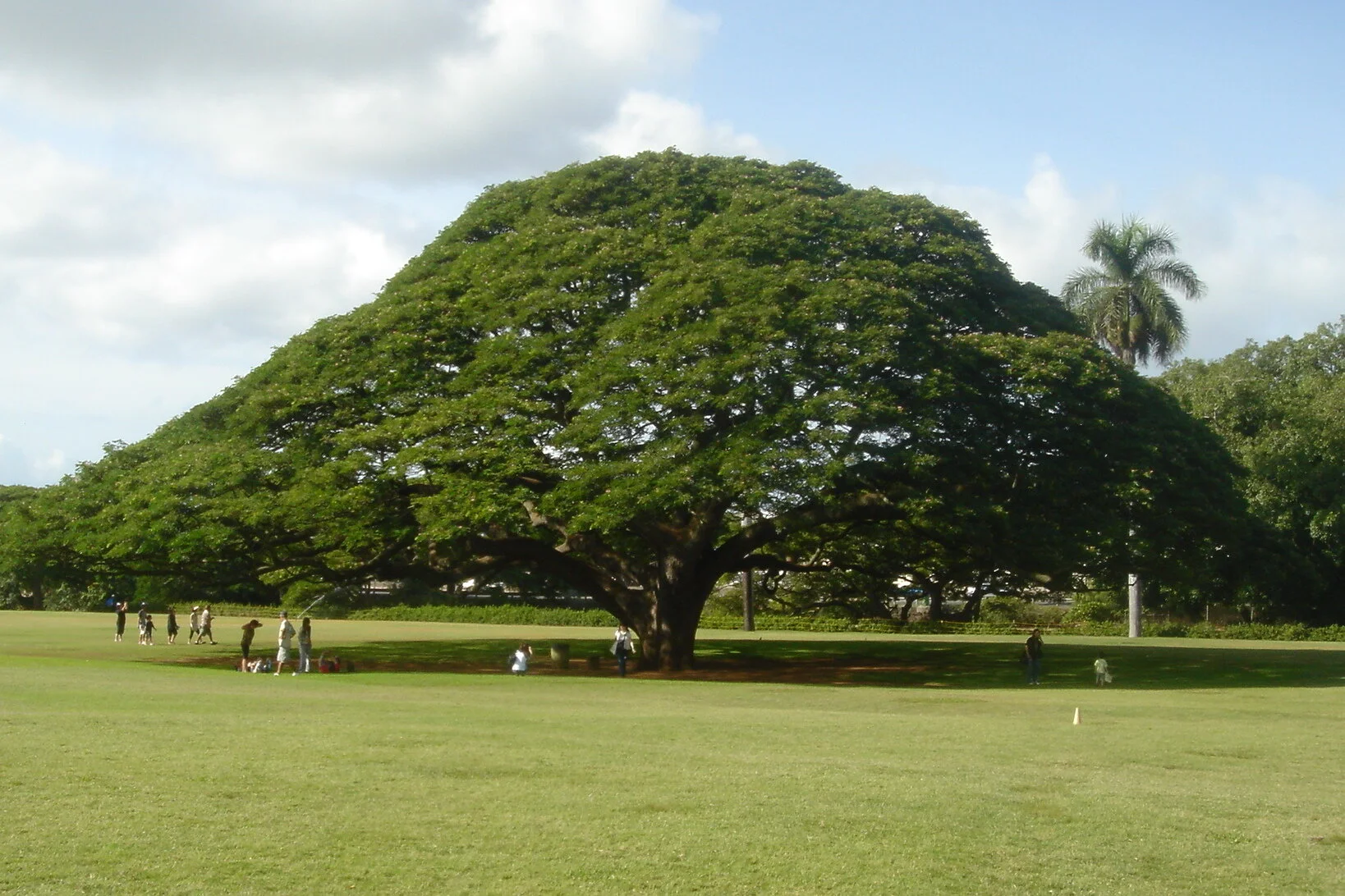 Tamarind Global