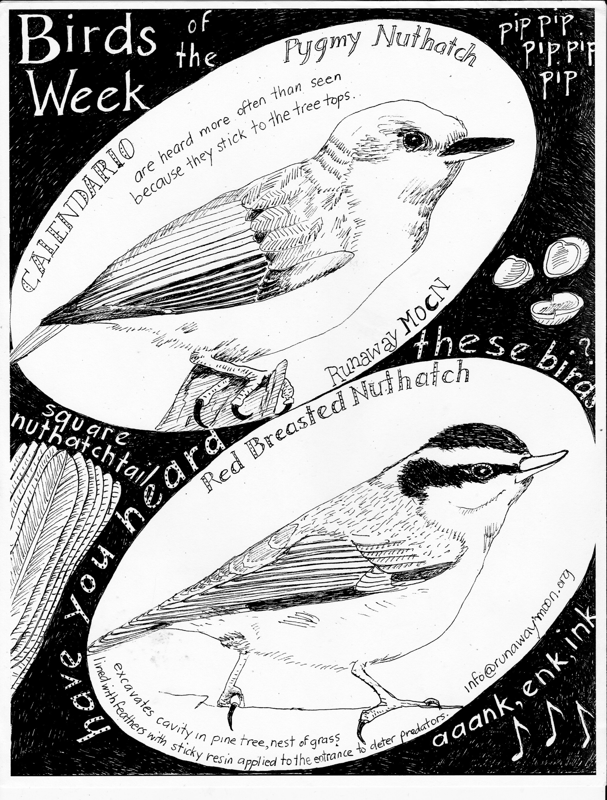 21. nuthatch (deb).jpeg