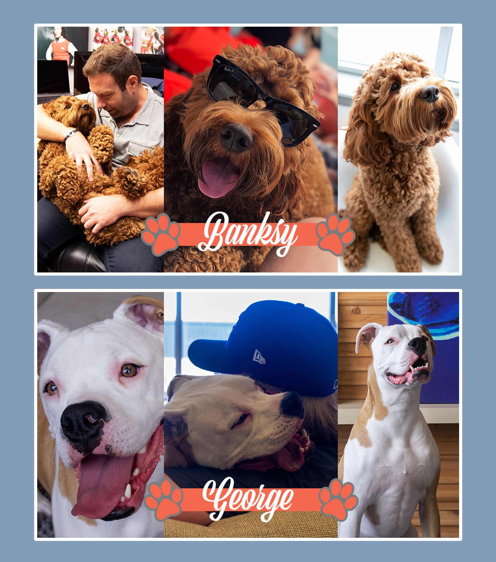 Dogs of iCanvas Promo