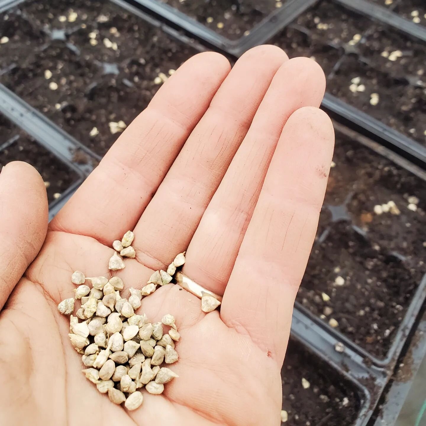 First sowing of the season! After weeks of tackling background plumbing, electrical, benches, driveway, and ice, we're finally up and running enough to get some seeds in the soil. What a great feeling to be with plants again! 🌱